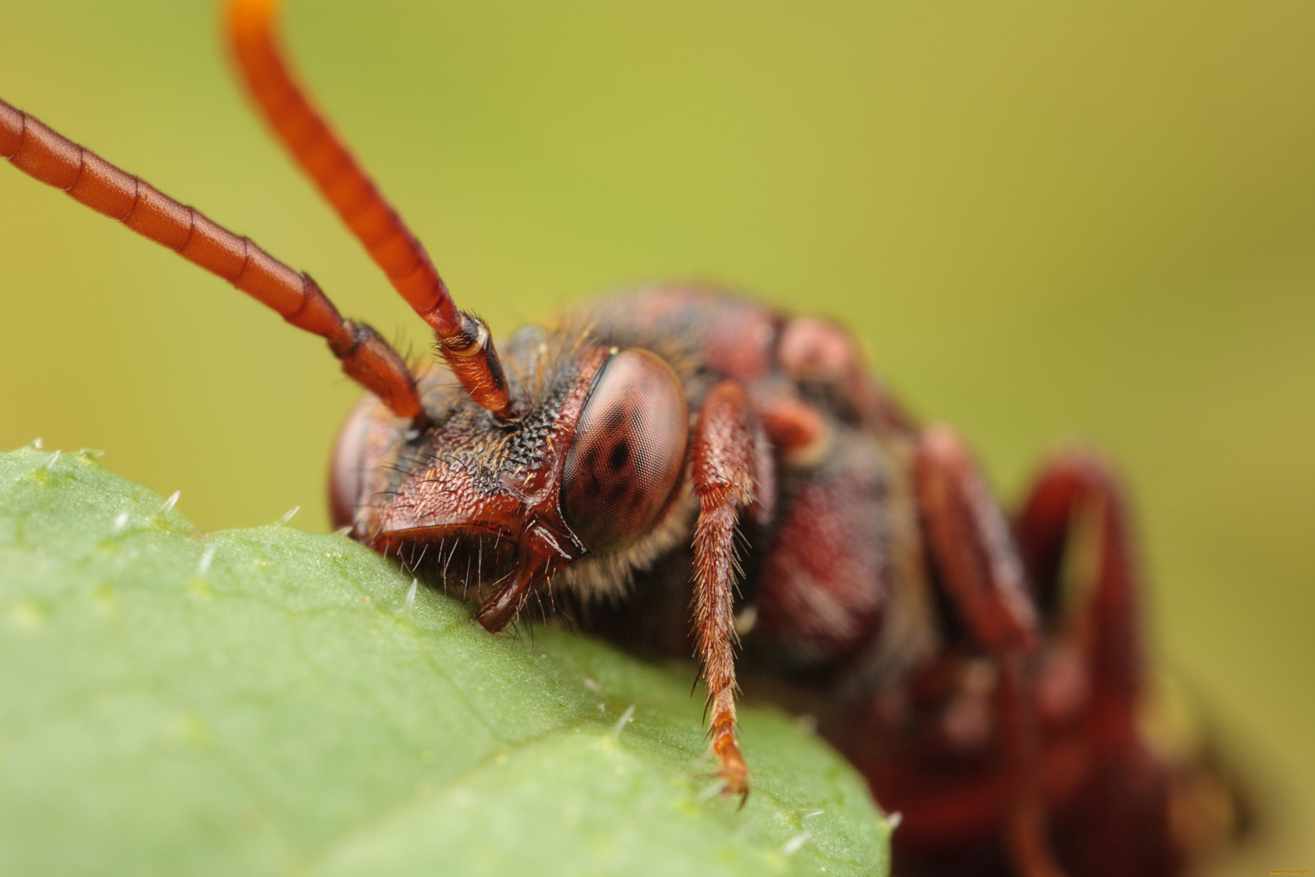животные, насекомые, макро