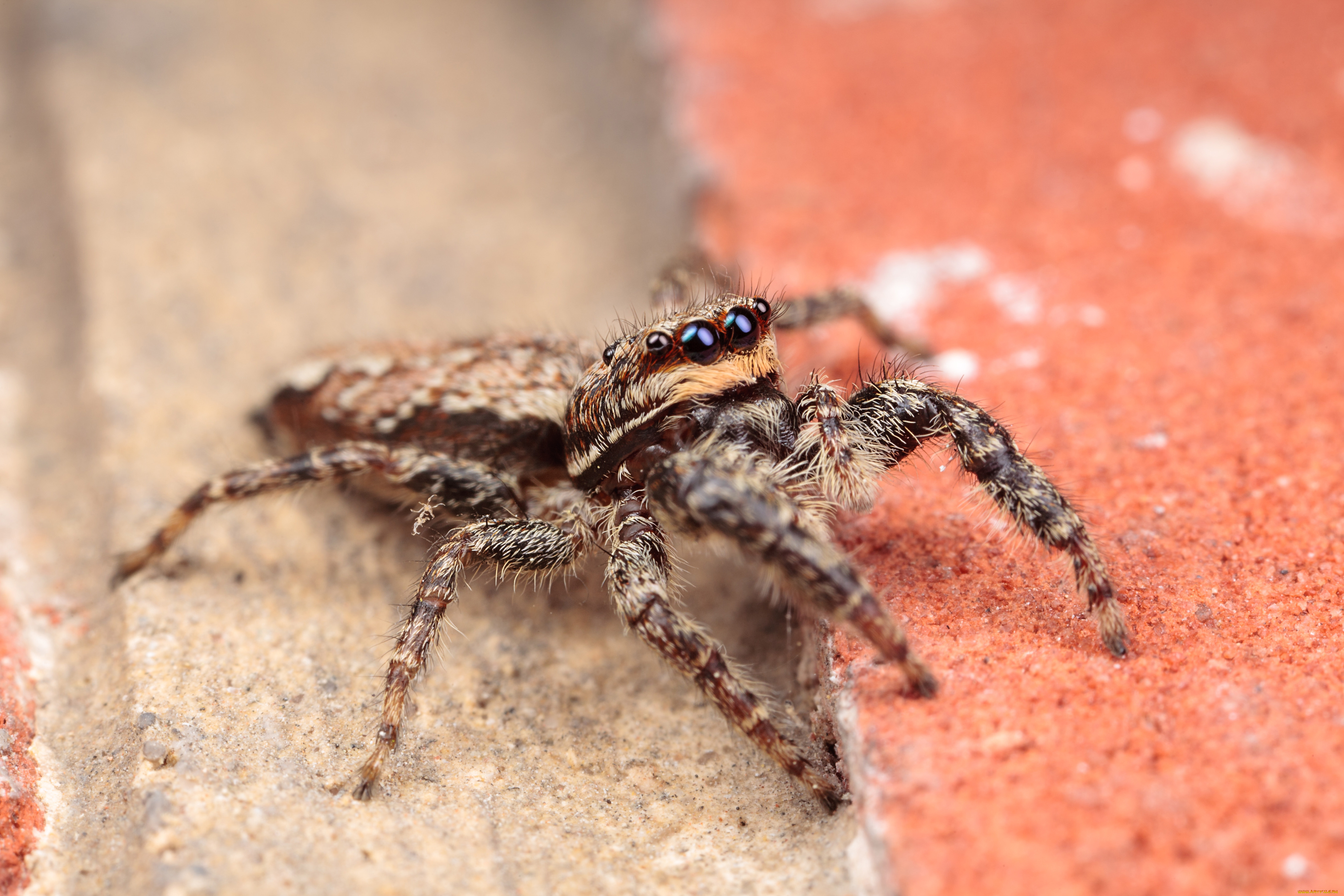 животные, пауки, макро