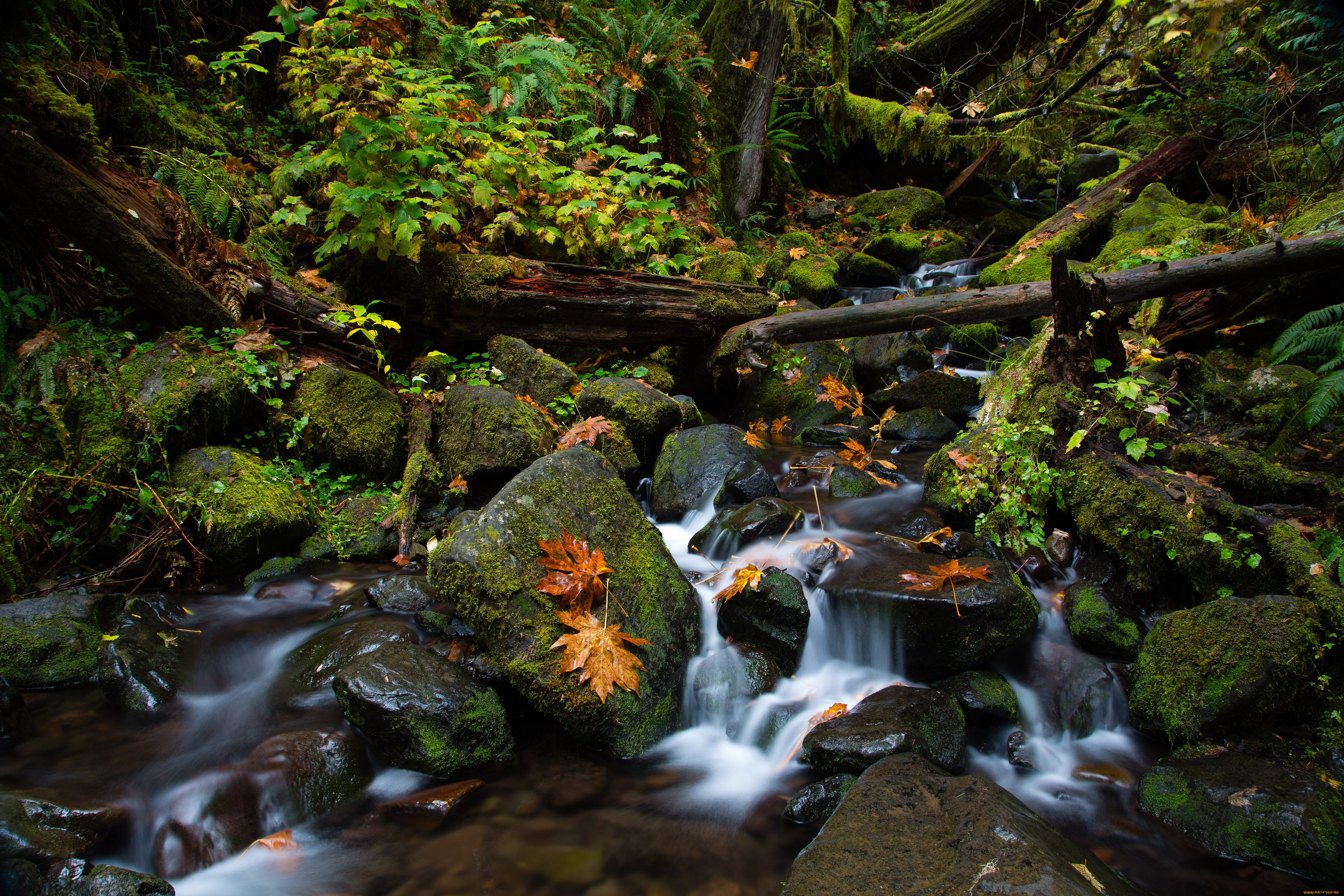 природа, реки, озера, лес, вода