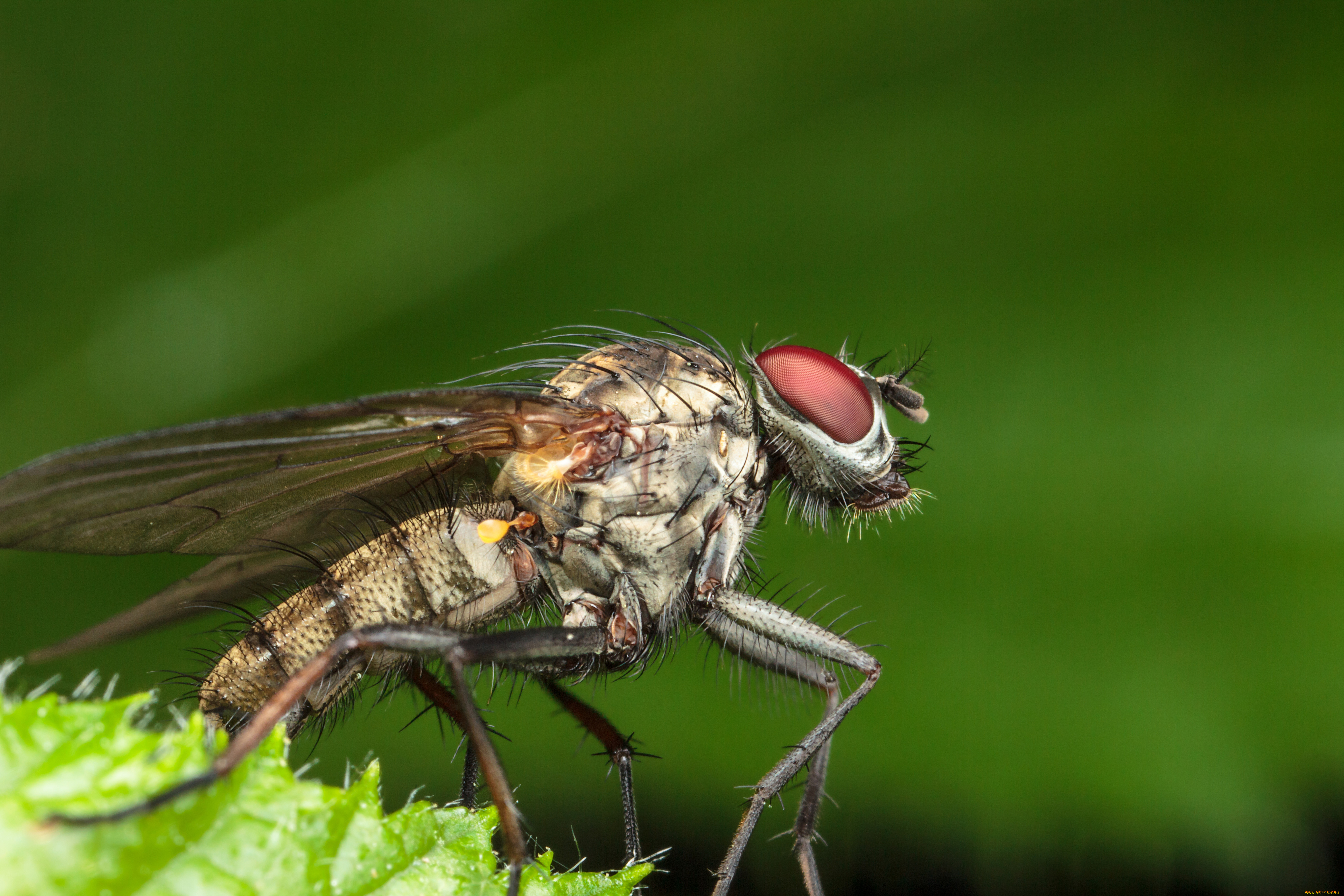 животные, насекомые, макро