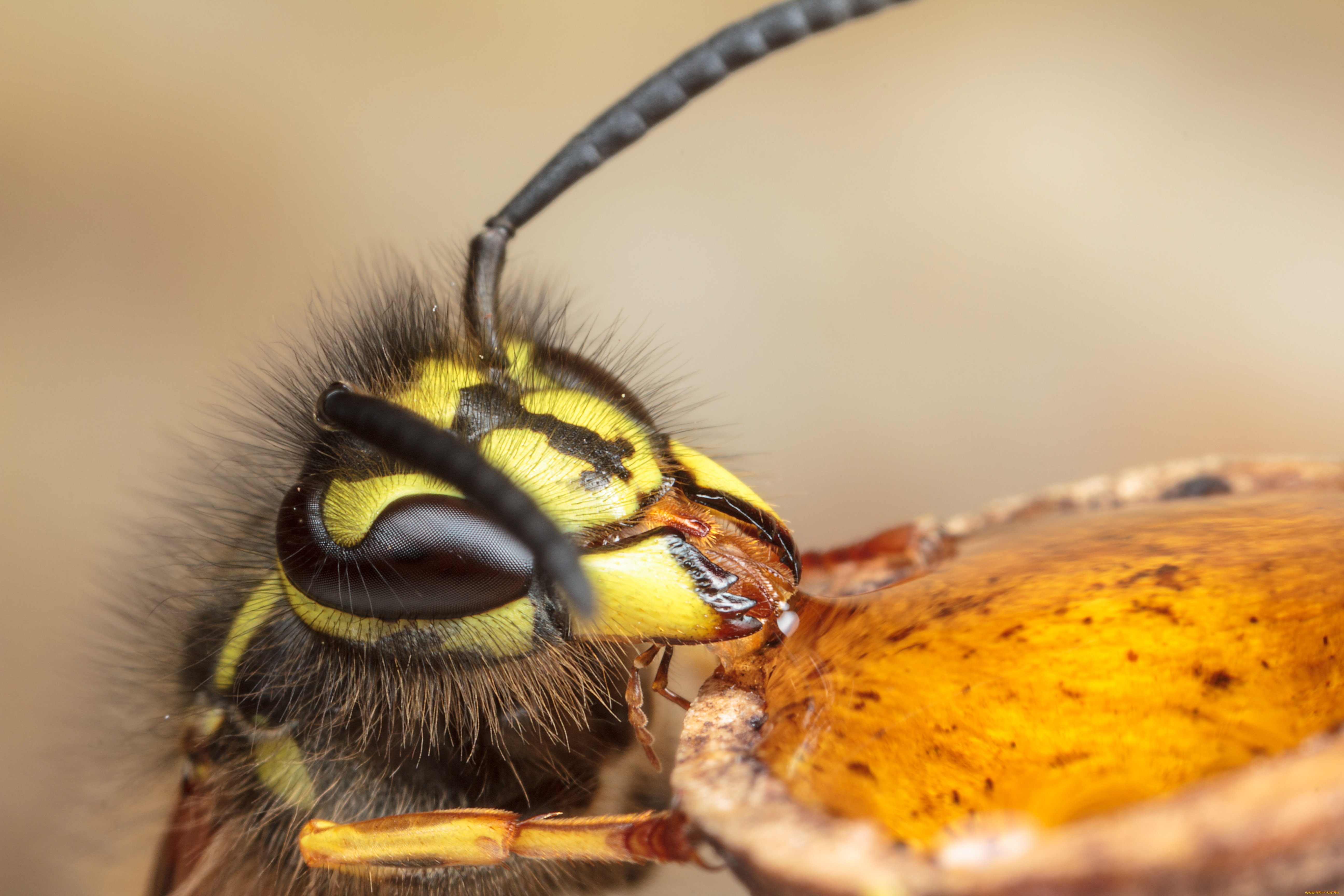 животные, пчелы, осы, шмели, макро