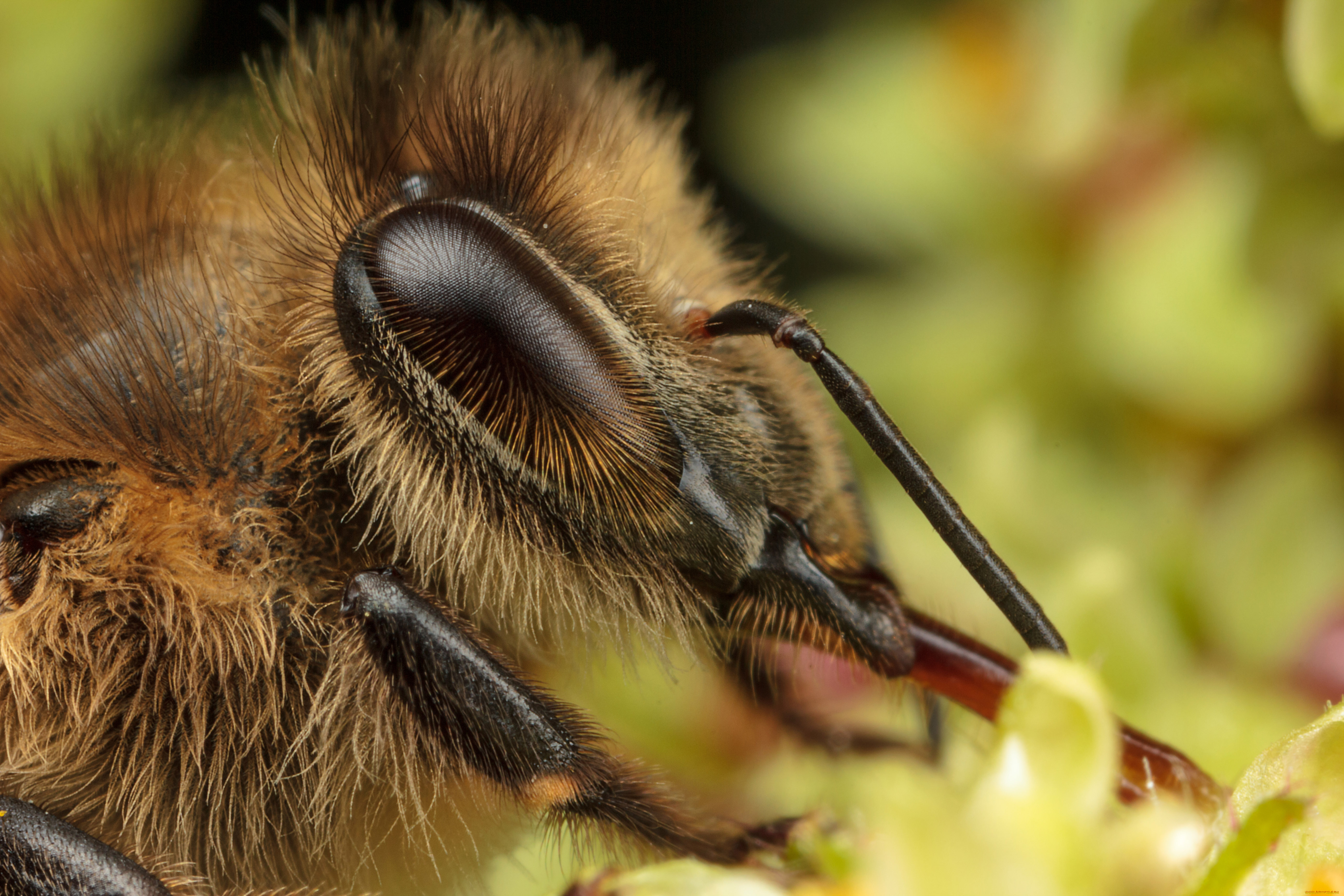 животные, пчелы, осы, шмели, макро