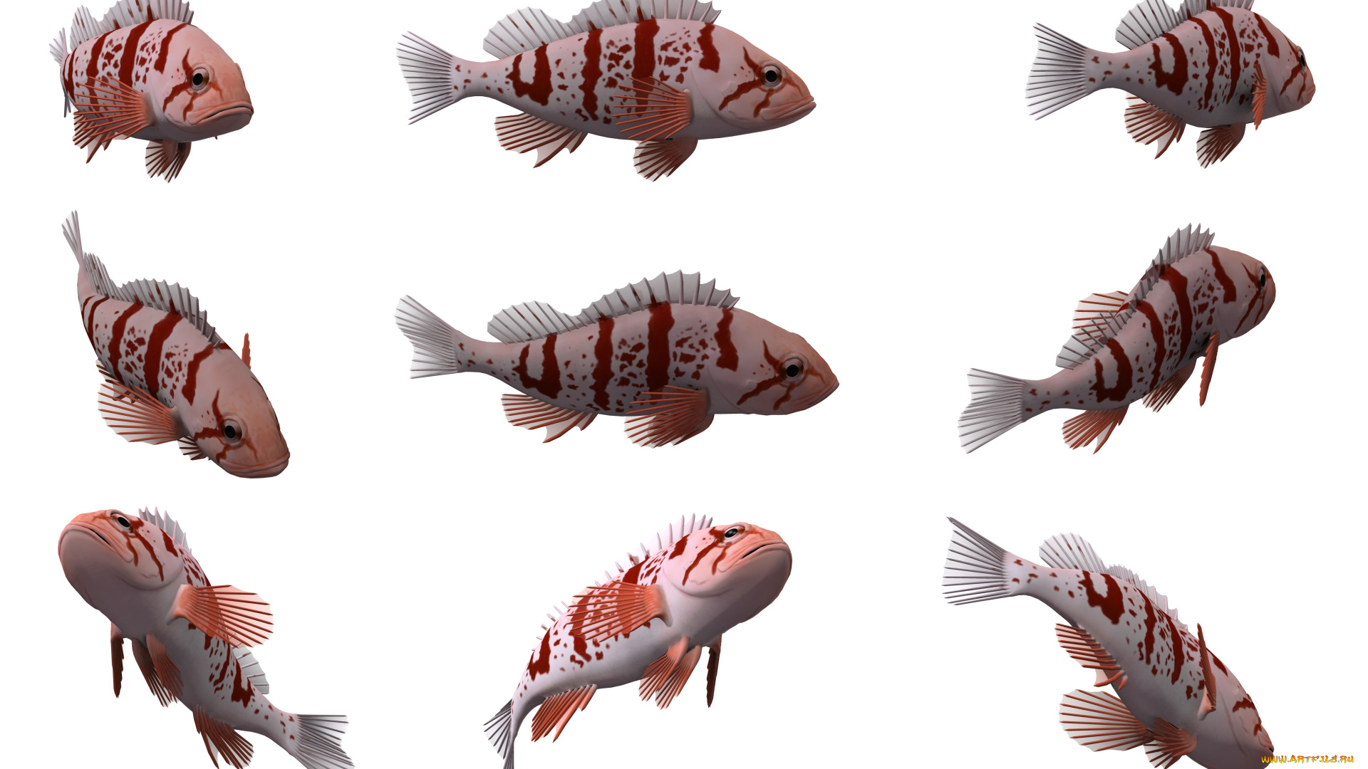 3д, графика, животные, , animals, рыбы