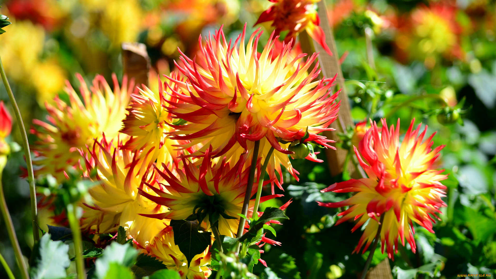 цветы, георгины, сад