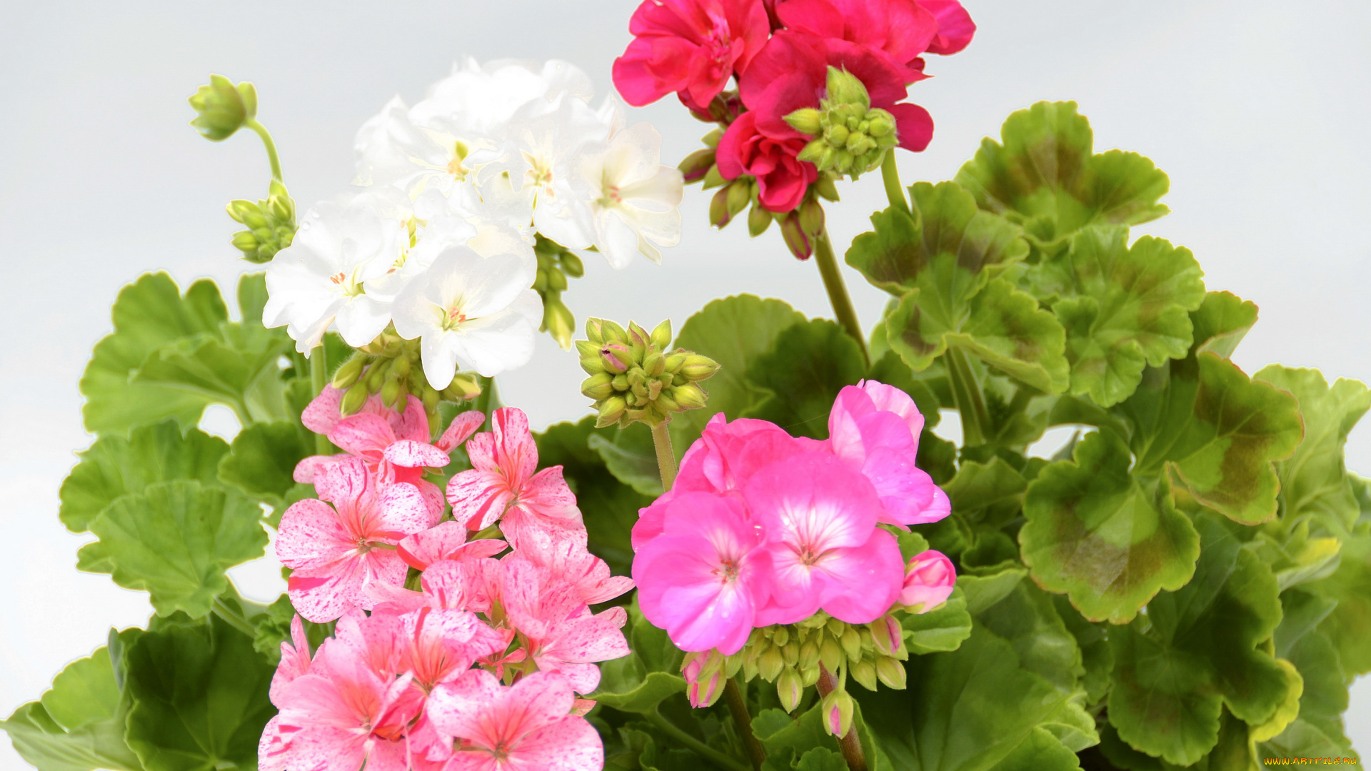цветы, герань, куст