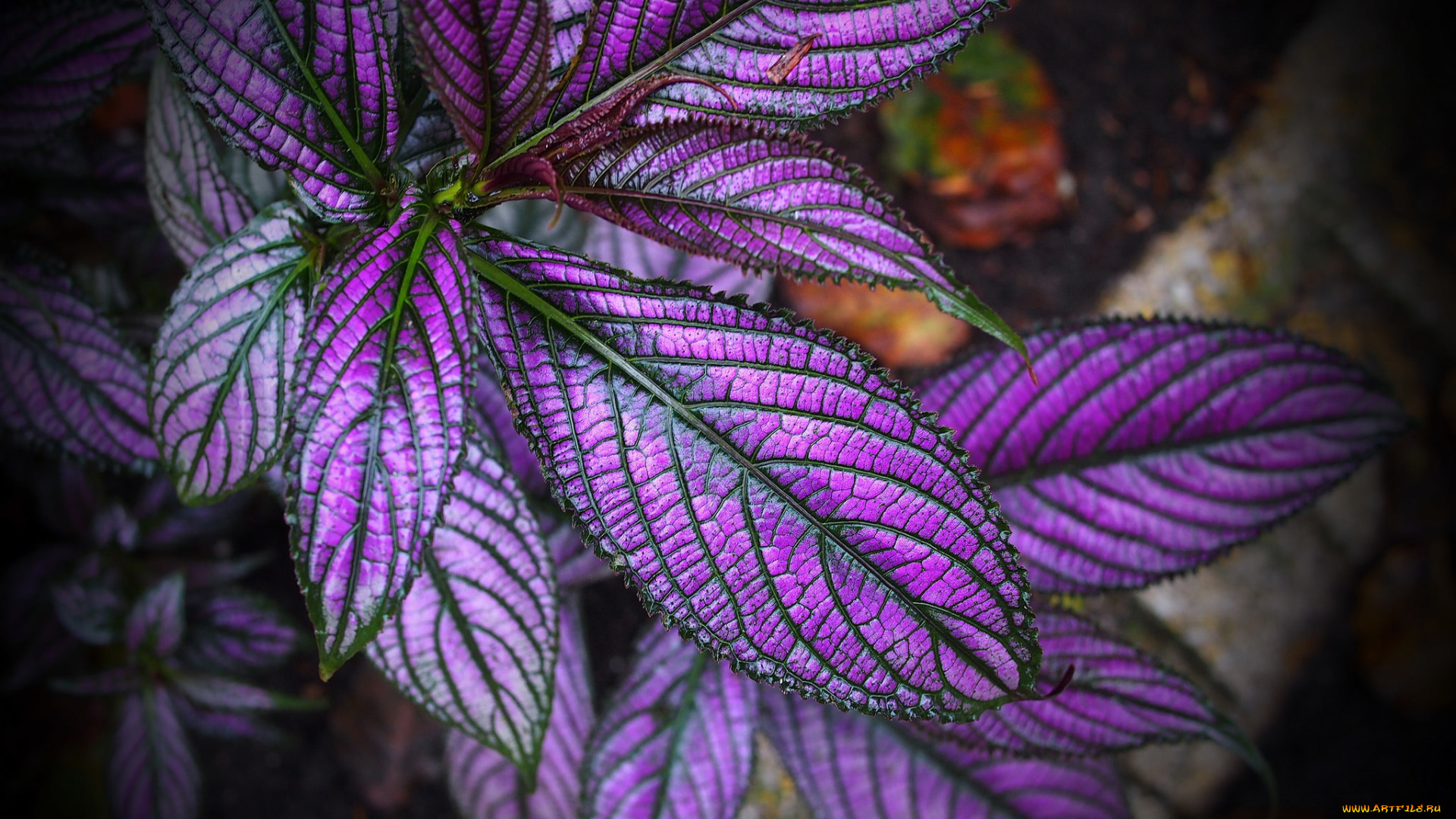 цветы, колеусы, , каладиумы, краски, листья, растение, колеус, блюме, макро