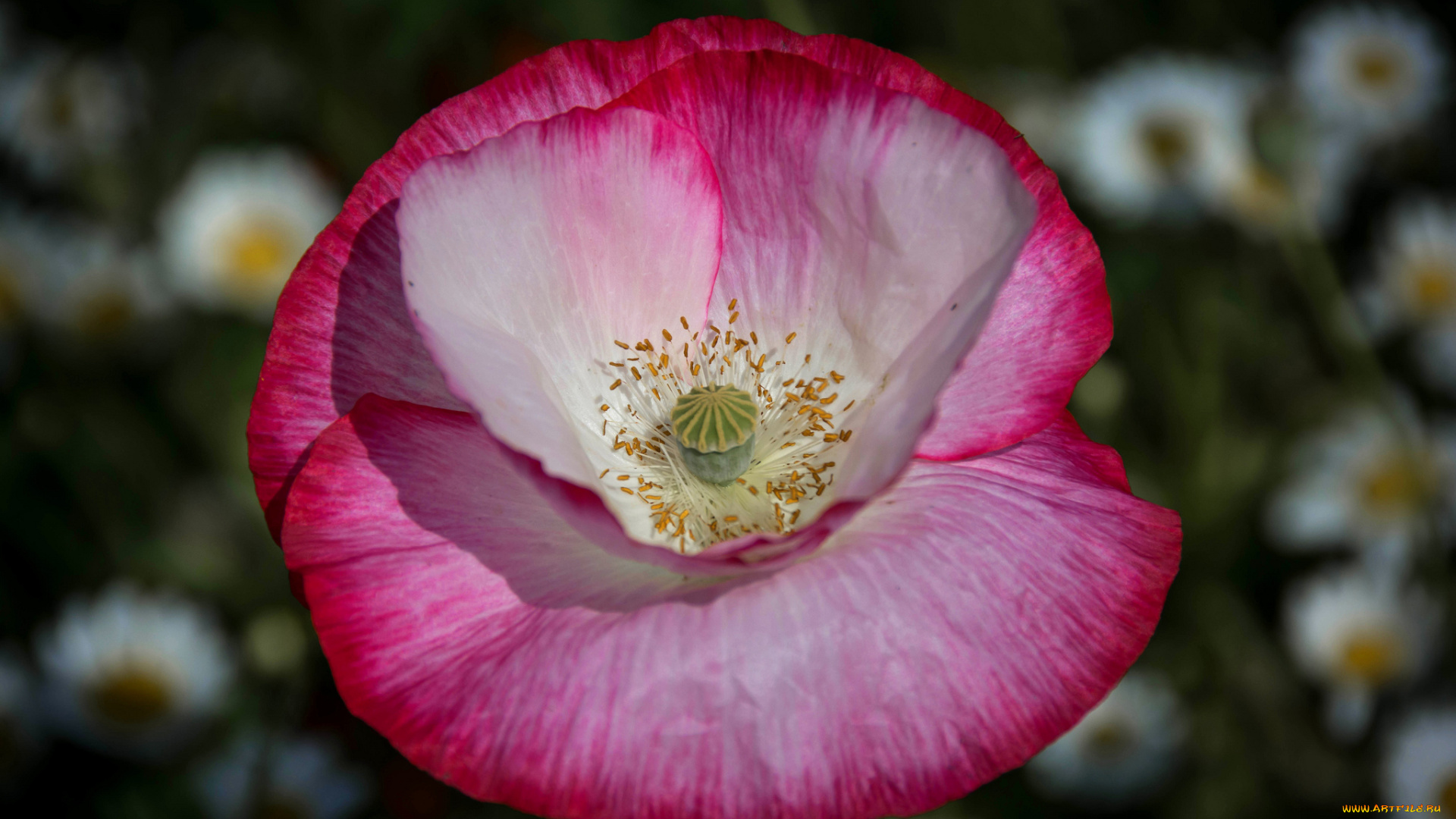 цветы, маки, природа, макро, лепестки, мак