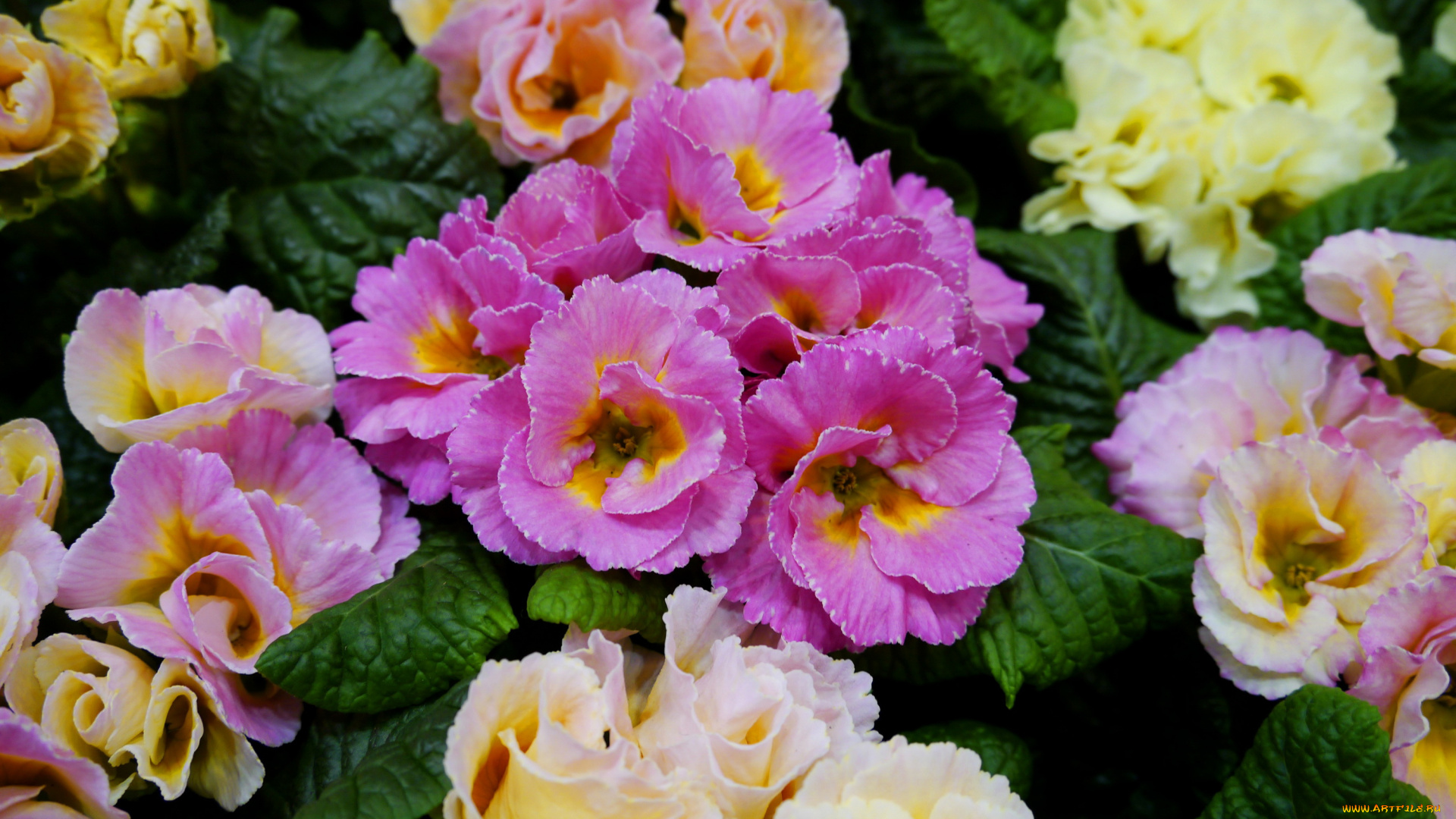 цветы, примулы, много, примула