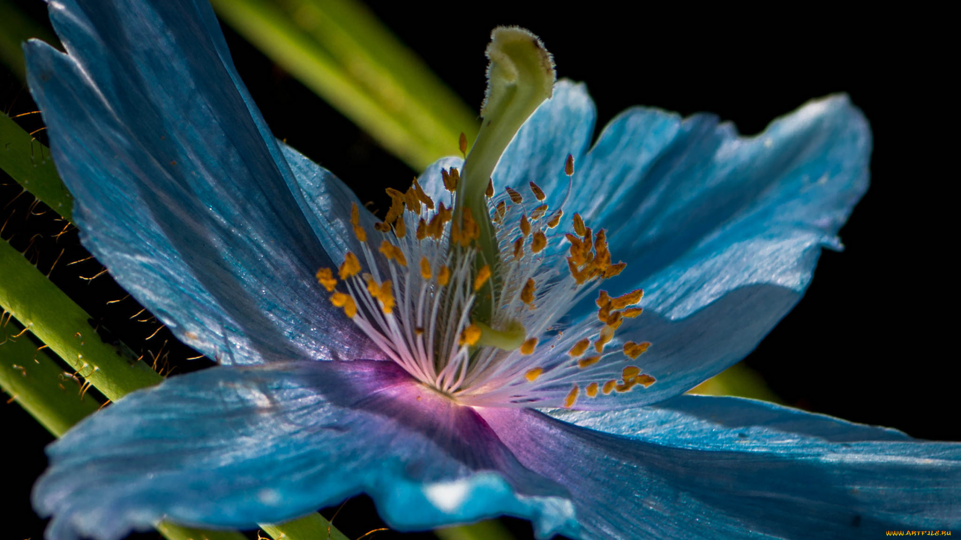 цветы, растение, природа, лепестки, цветок