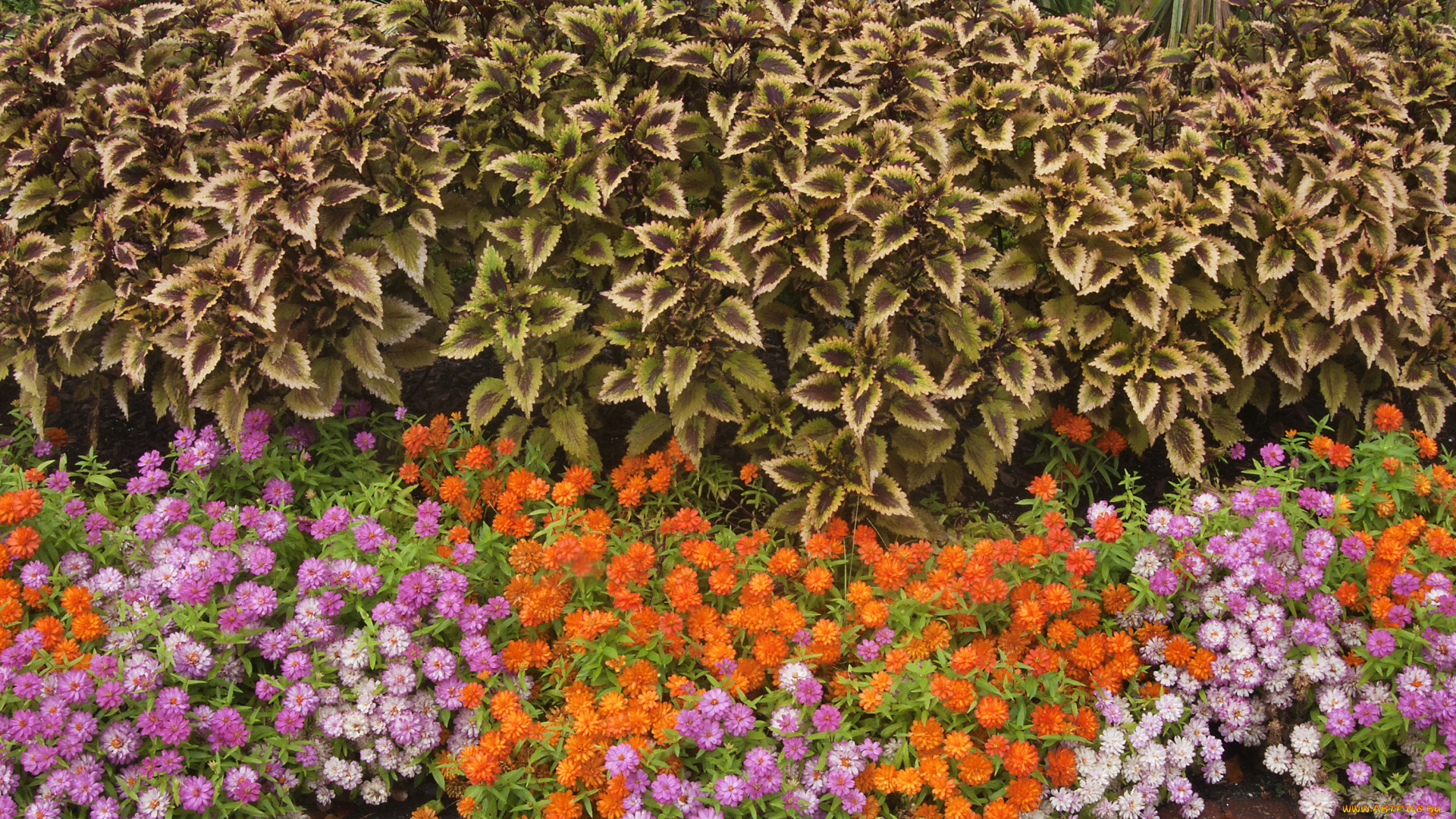 цветы, разные, вместе, колеус, цинии, coleus, много