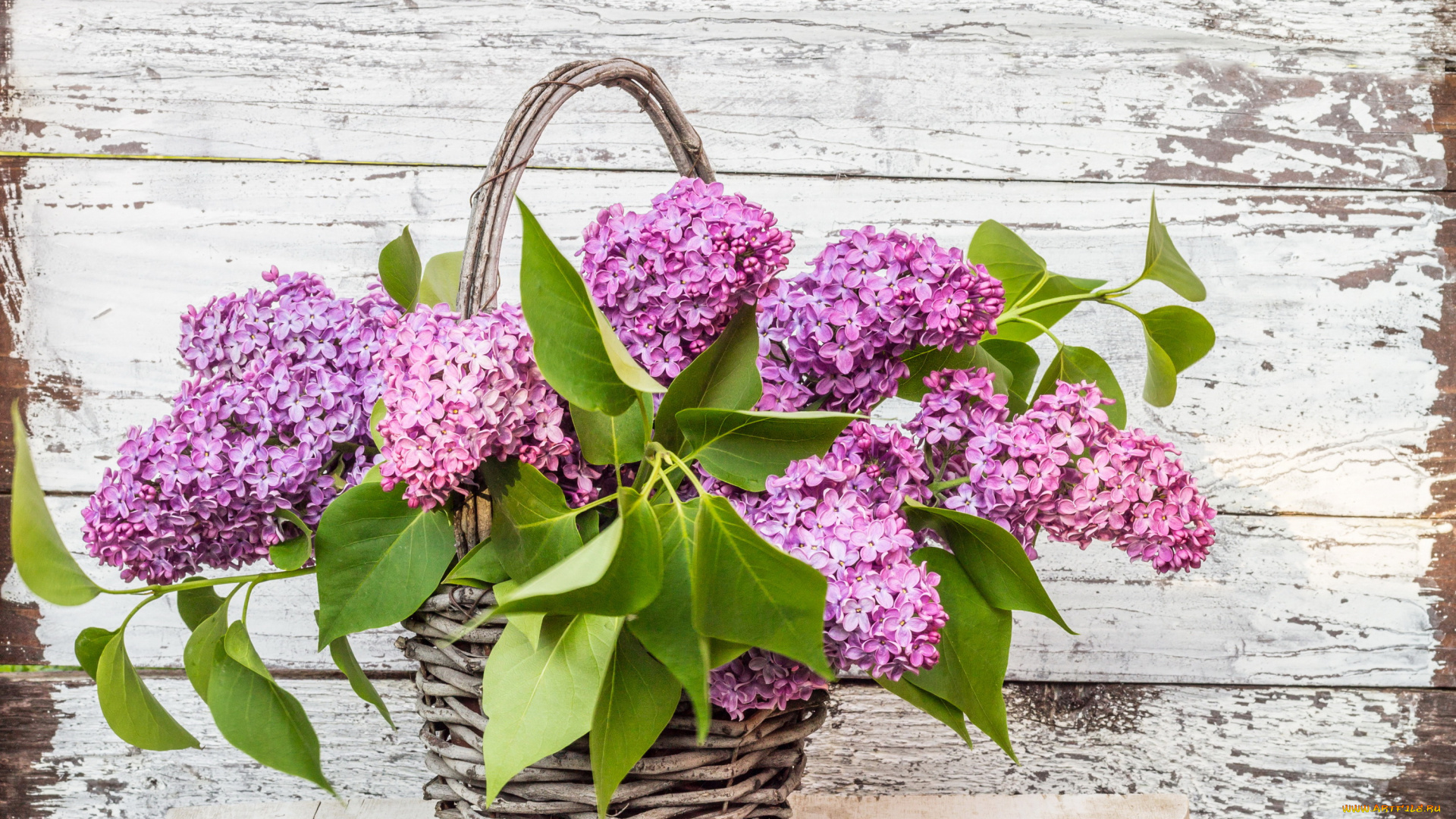 цветы, сирень, корзина