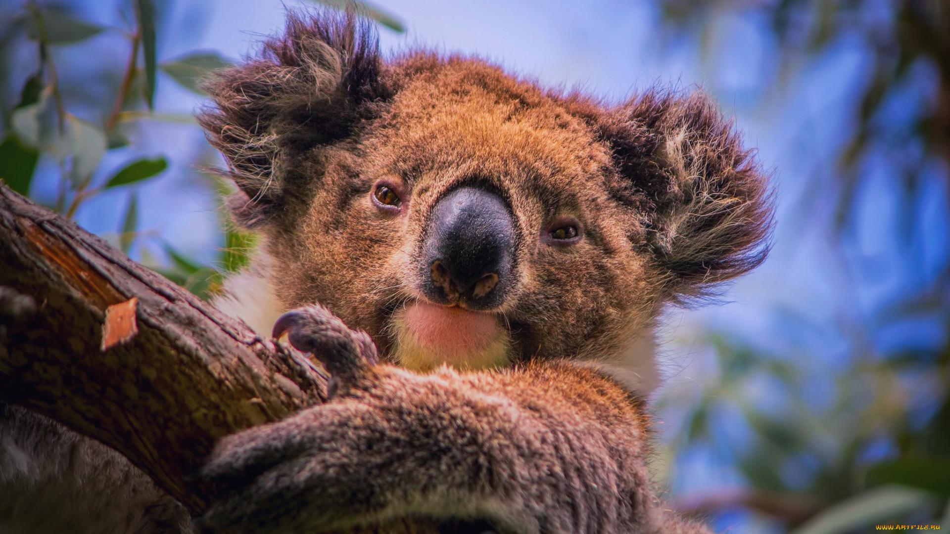 животные, коалы, южная, австралия, ветки, эвкалипт, дерево, портрет, травоядное, сумчатое, phascolarctos, cinereus, коала