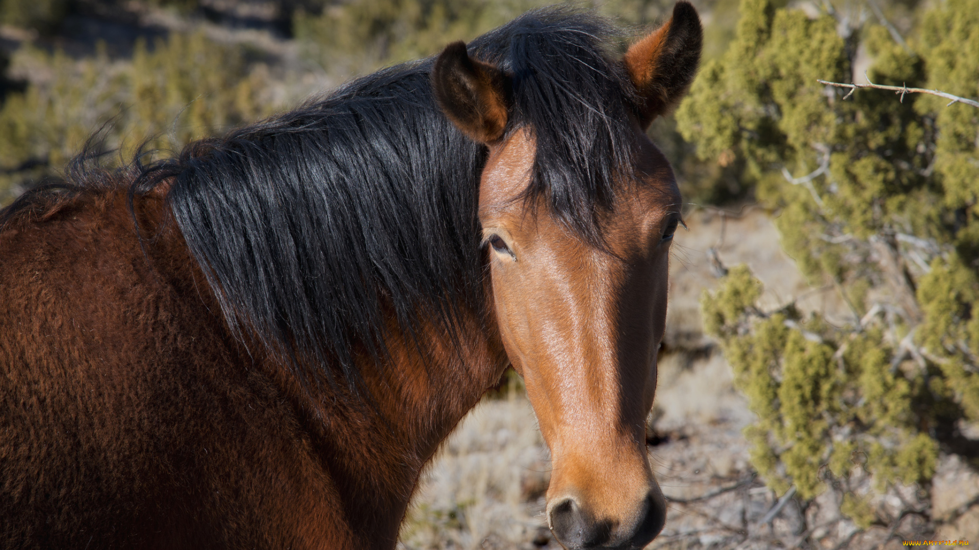 животные, лошади, взгляд, грива, конь, лошадь