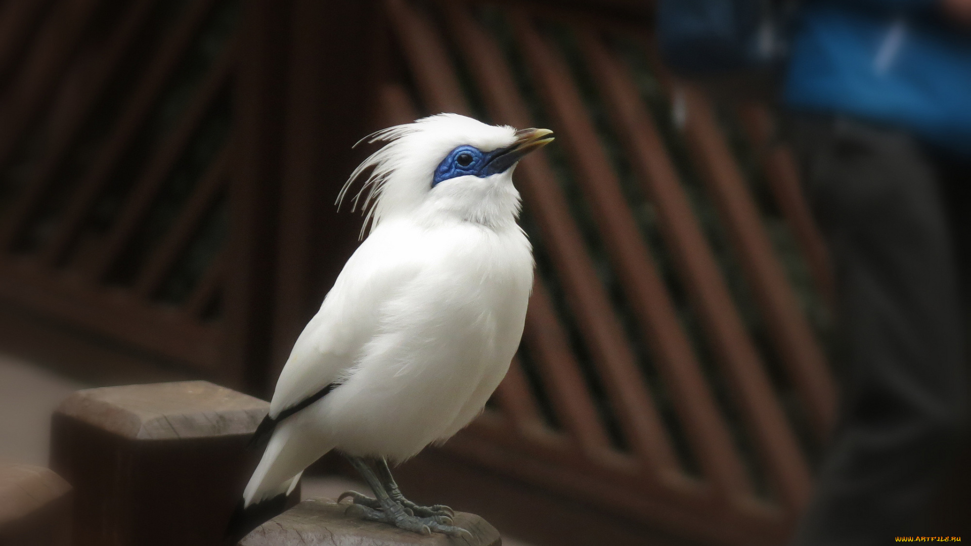 животные, птицы, клюв, перья, птица, природа