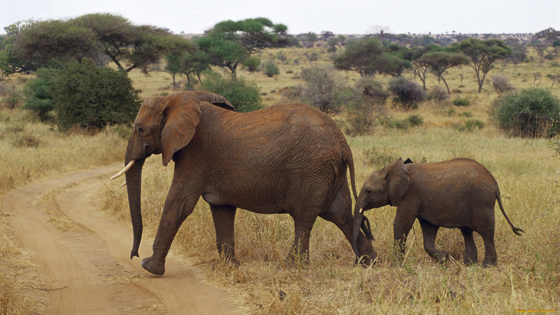 животные, слоны, сафари, слон, дорога