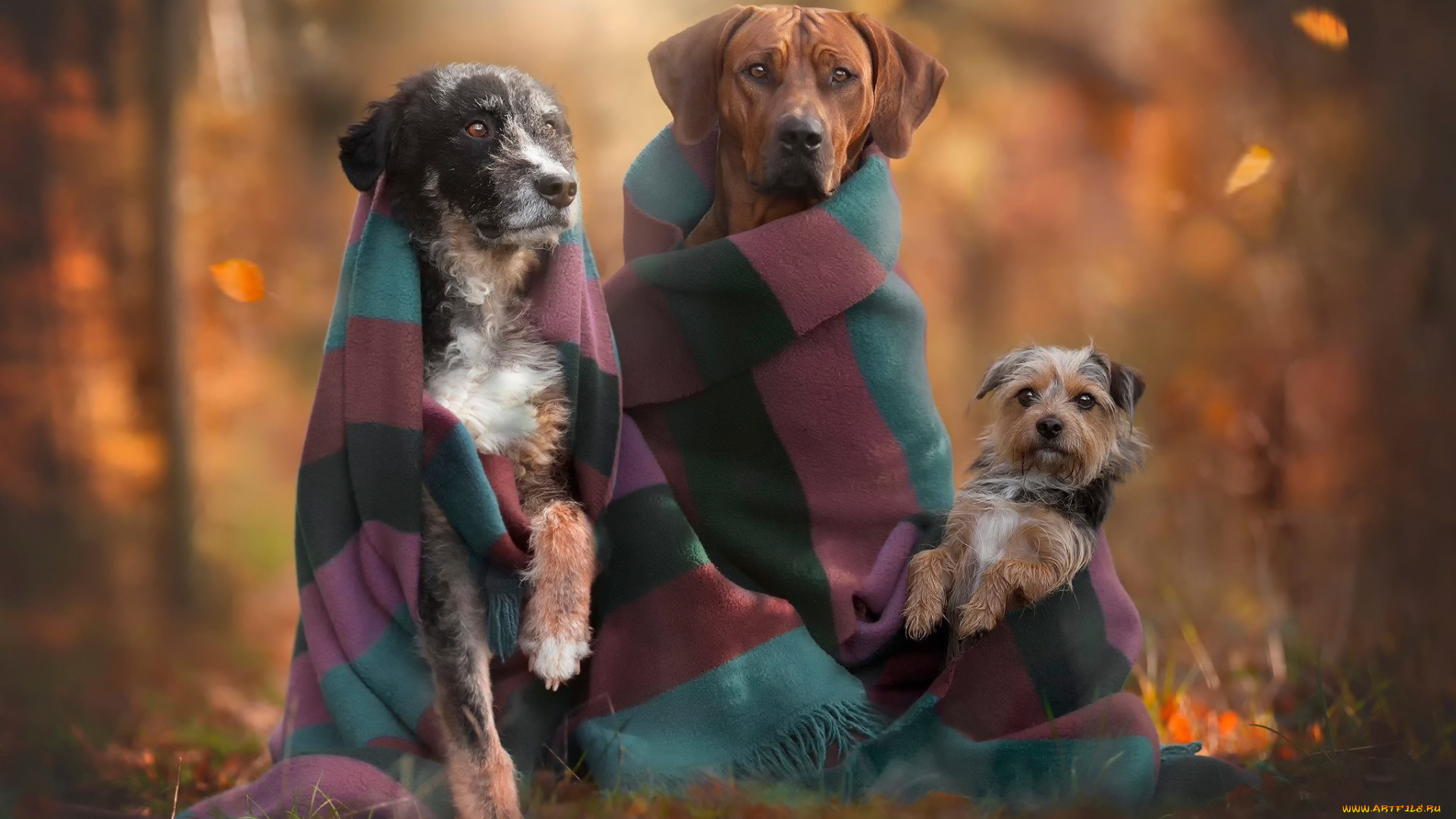 животные, собаки, осень, трио, друзья
