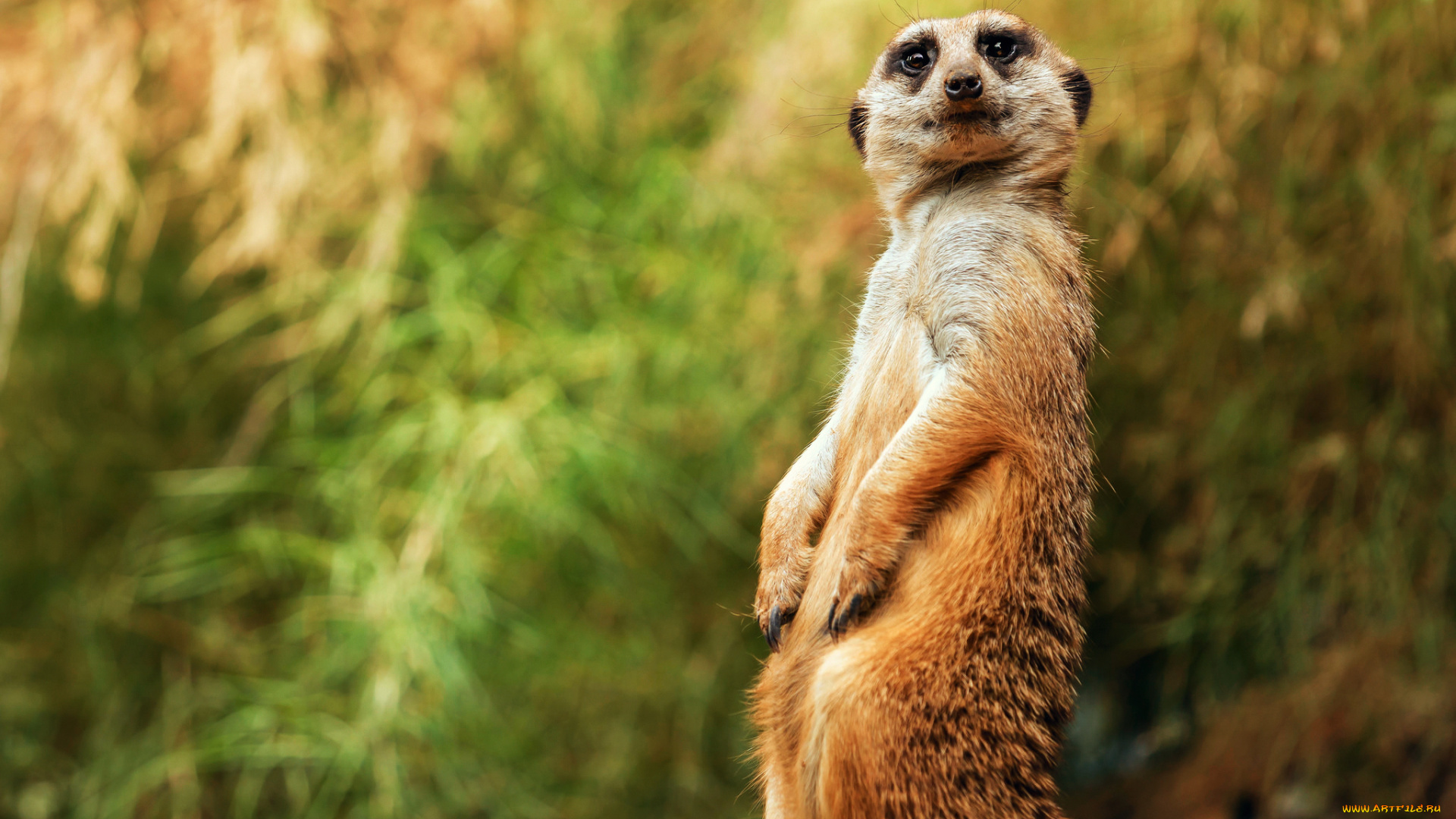 животные, сурикаты, поза, боке, сурикат, фон, взгляд