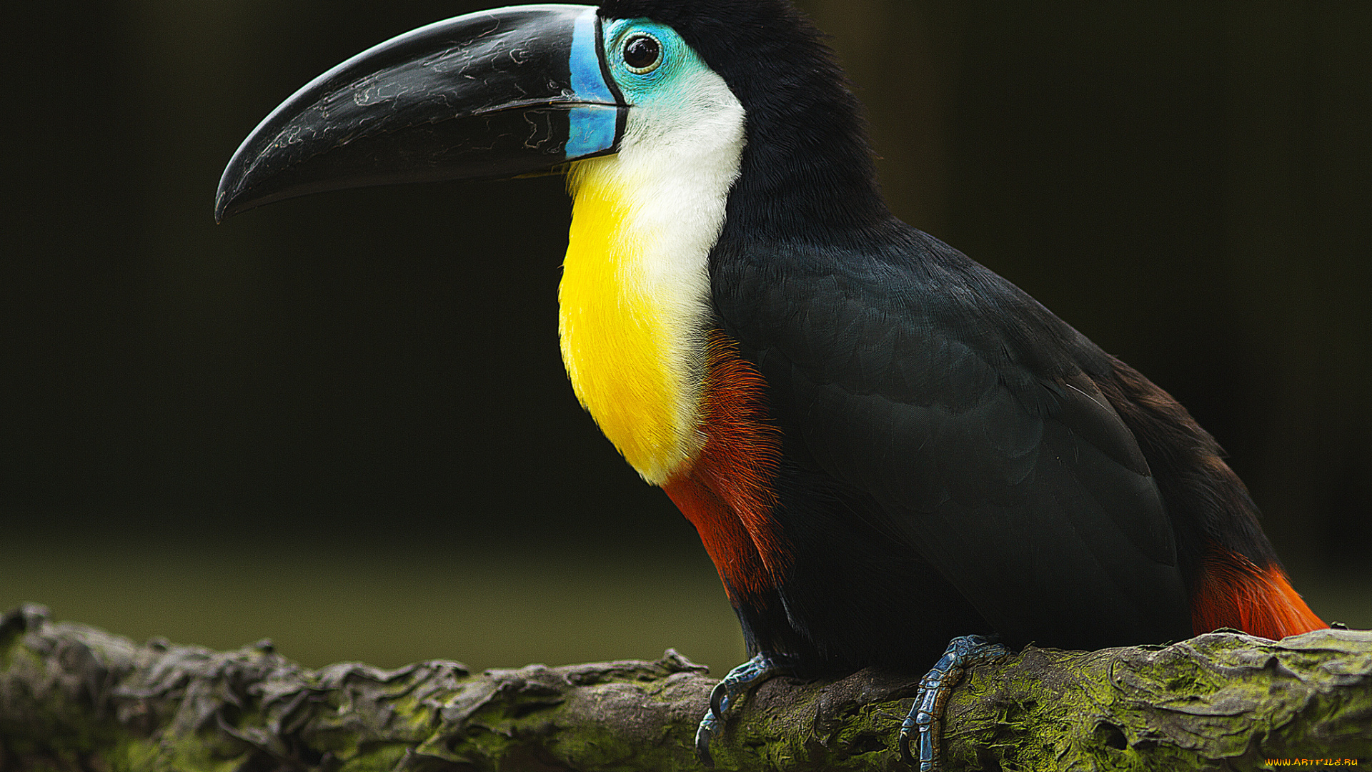 животные, туканы, тукан, птица, клюв, ветка