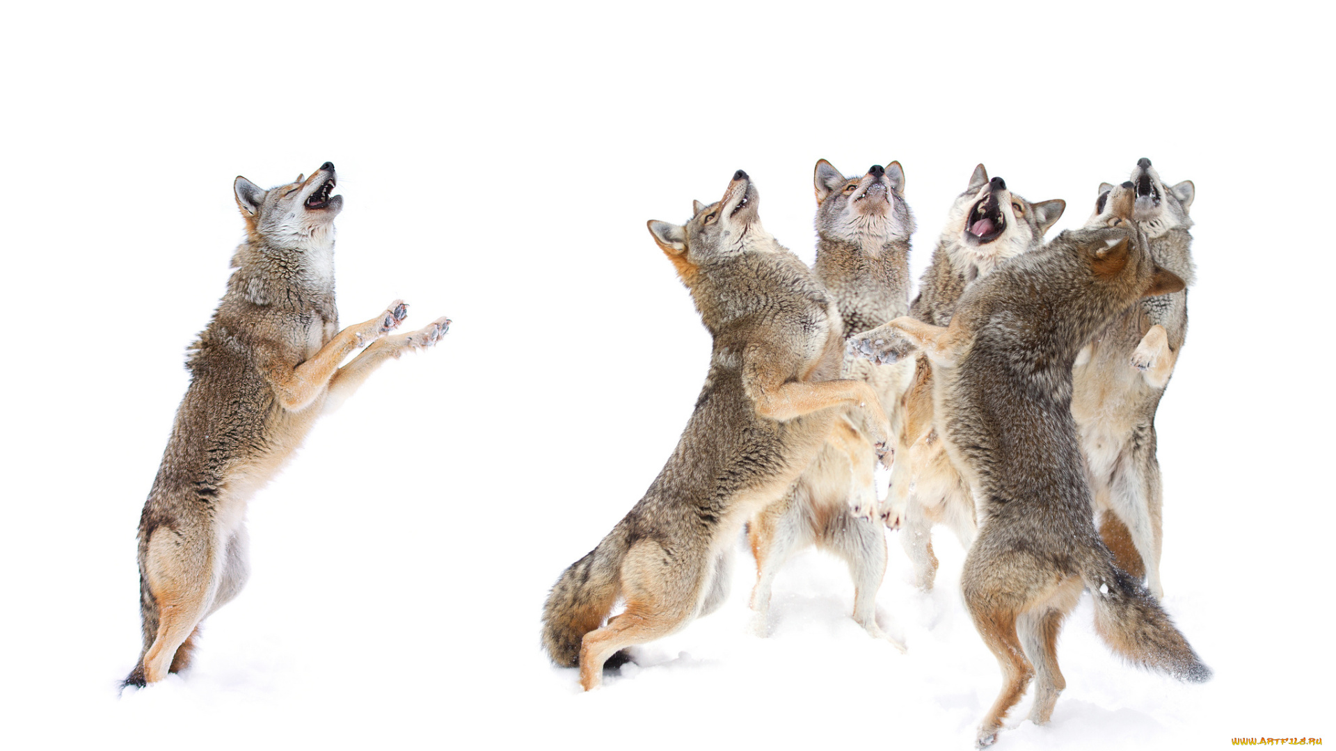 животные, волки, , койоты, , шакалы, фон, белый, стая, снег