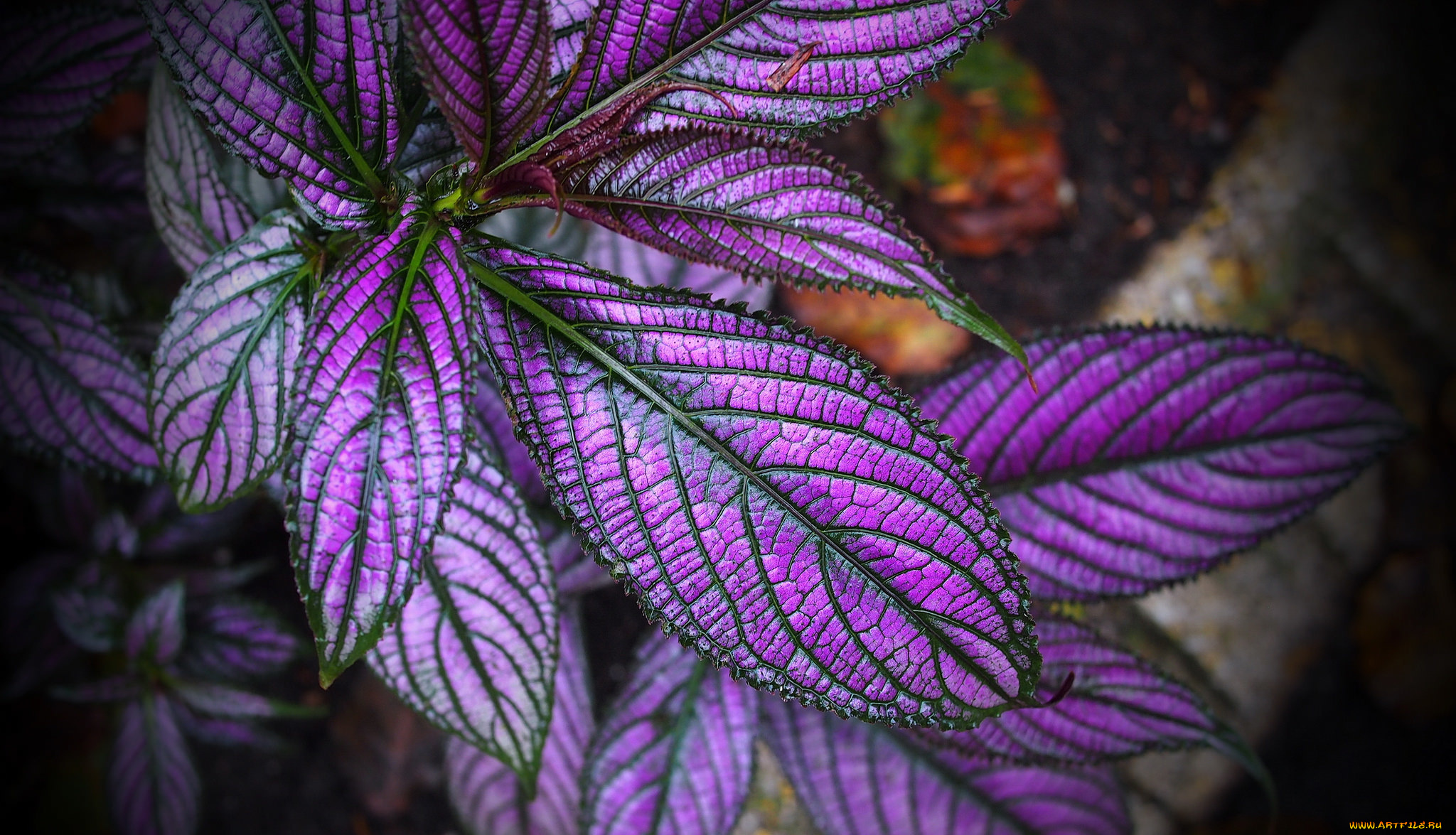 цветы, колеусы, , каладиумы, краски, листья, растение, колеус, блюме, макро