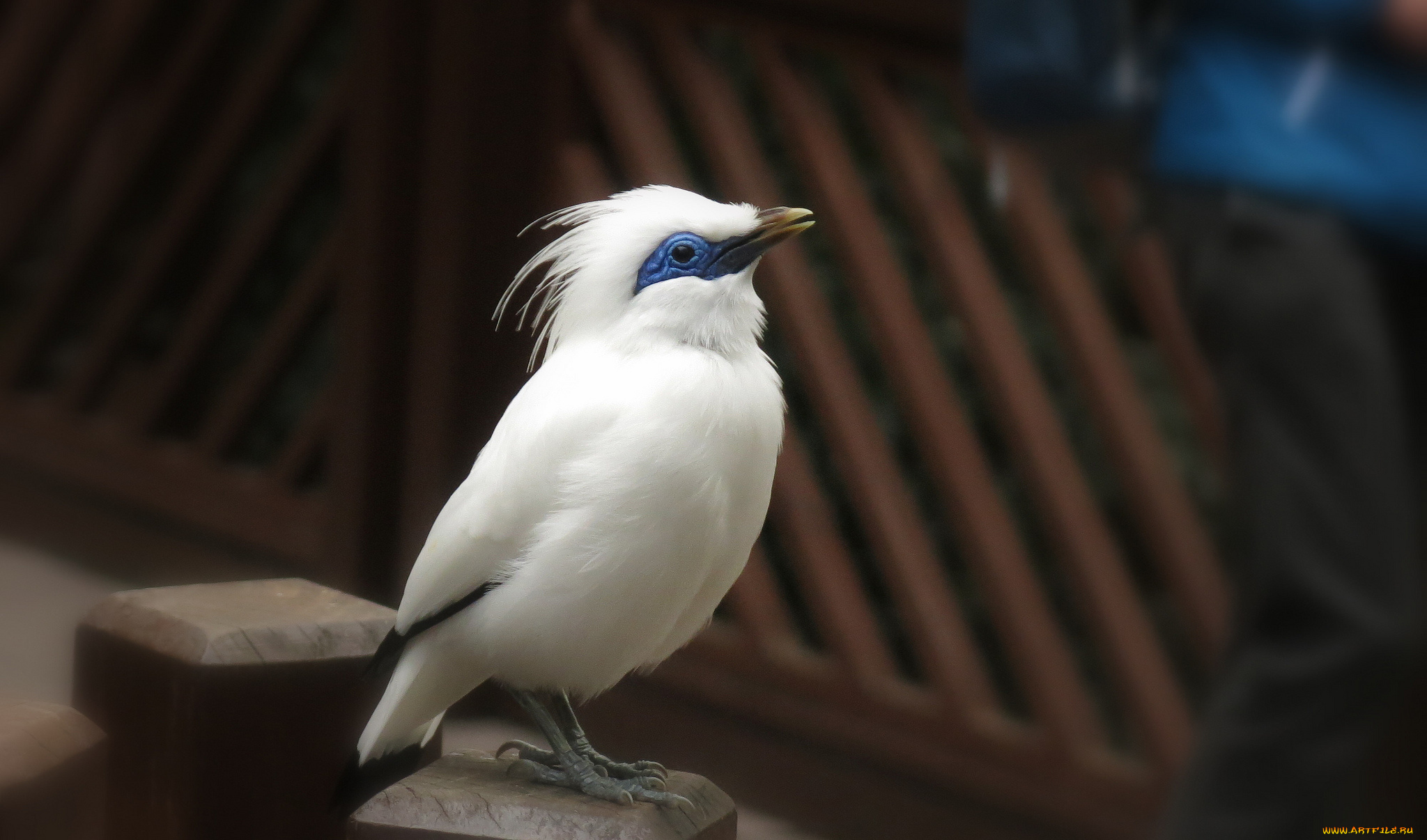 животные, птицы, клюв, перья, птица, природа