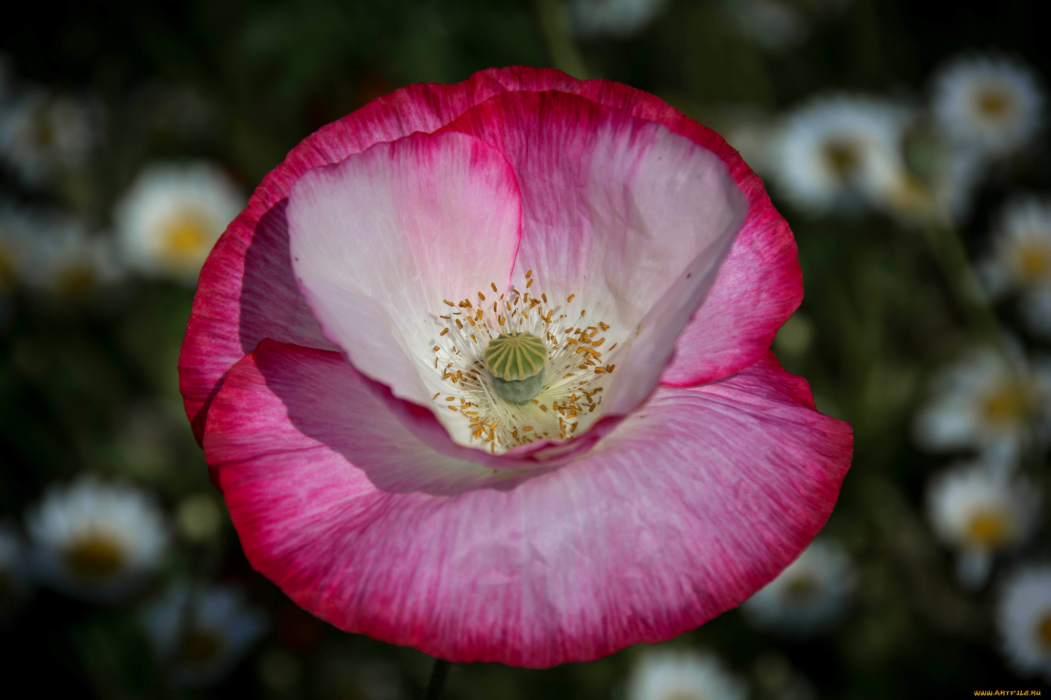 цветы, маки, природа, макро, лепестки, мак