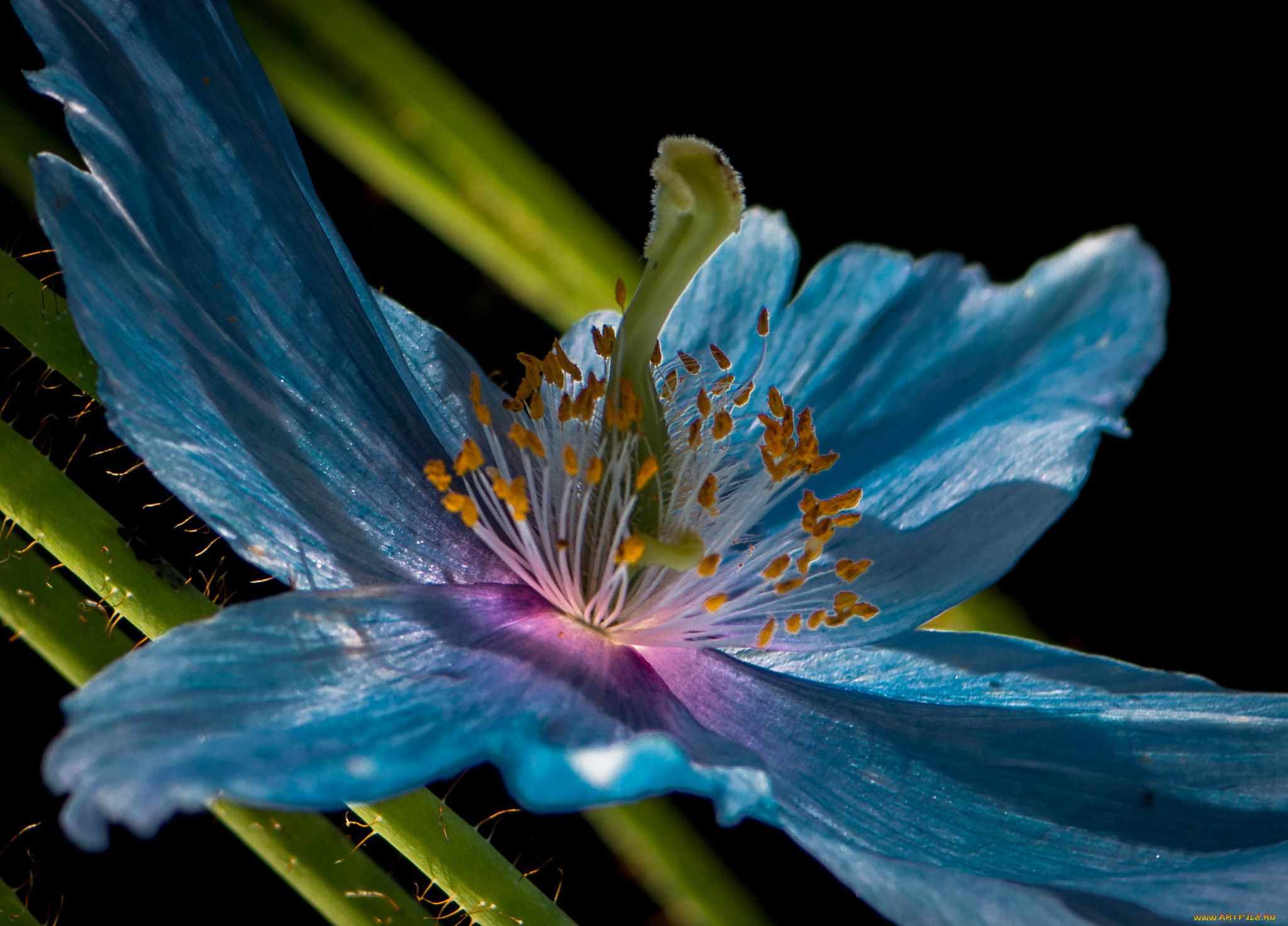 цветы, растение, природа, лепестки, цветок