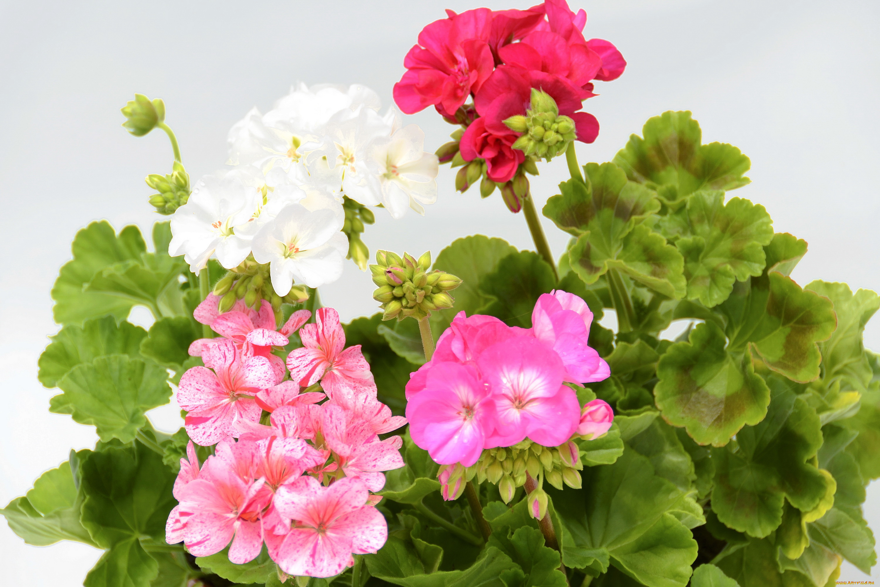 цветы, герань, куст