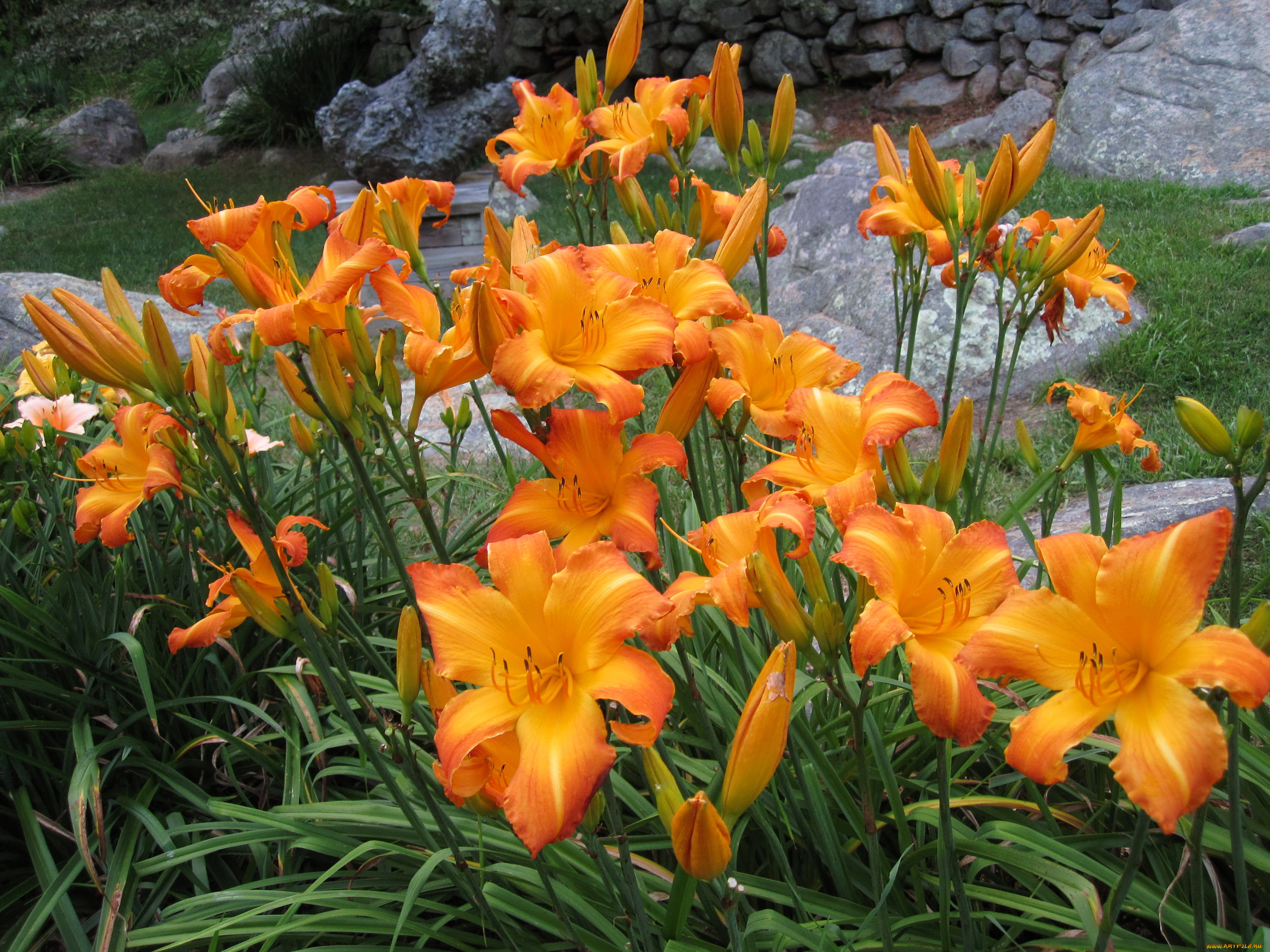цветы, лилии, , лилейники, много, оранжевые, лилейник