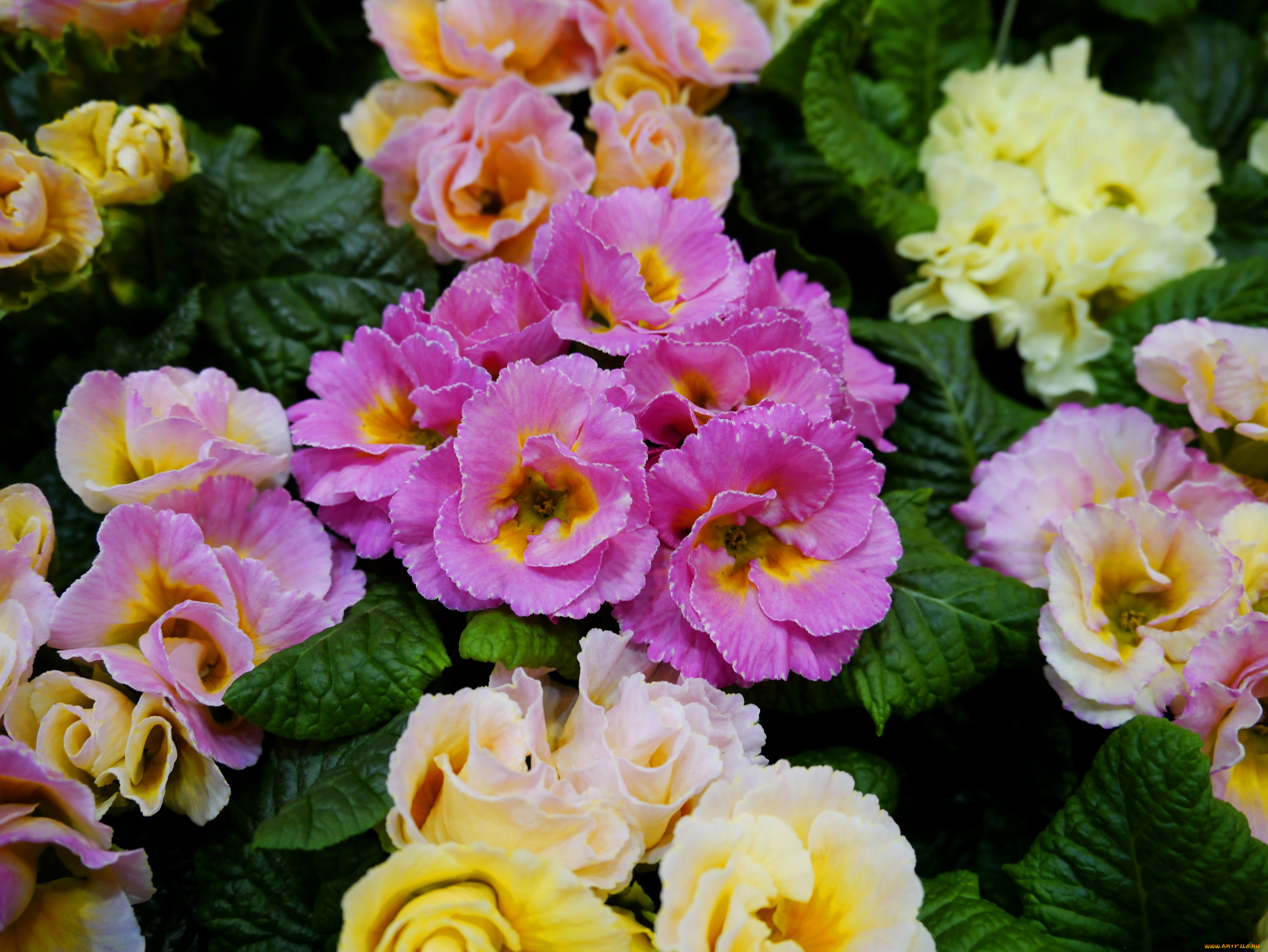 цветы, примулы, много, примула