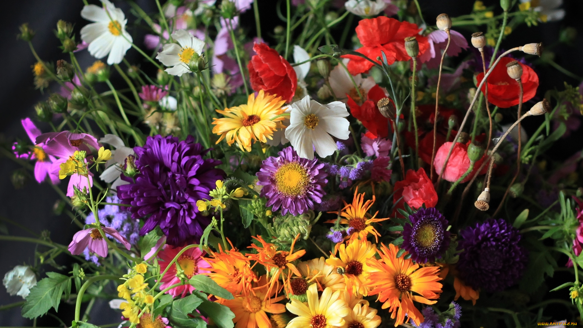 цветы, букеты, , композиции, букет, мак, астра, календула, космея