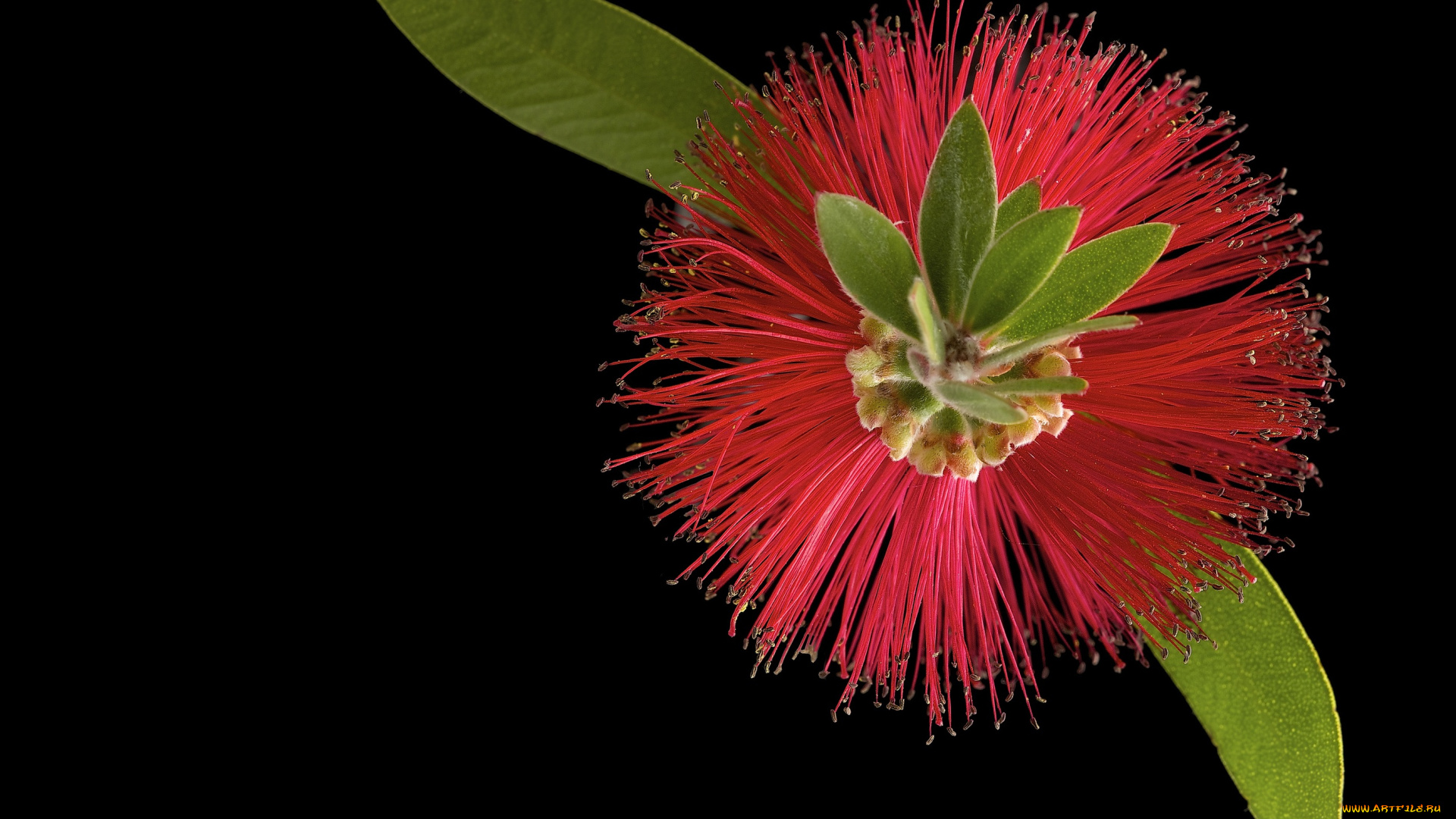 цветы, цвет, цветок, черный, фон