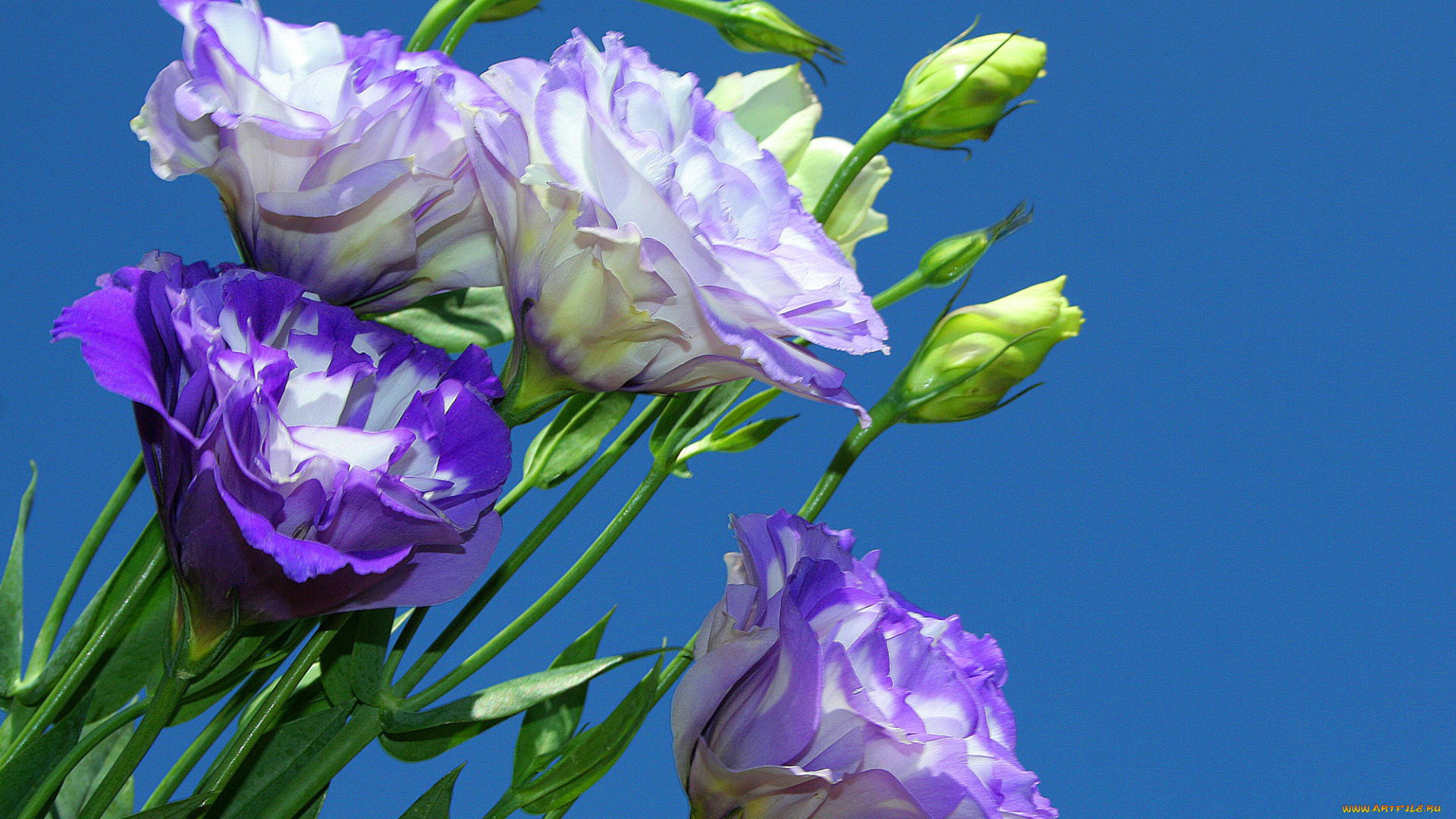 цветы, эустома, лепестки