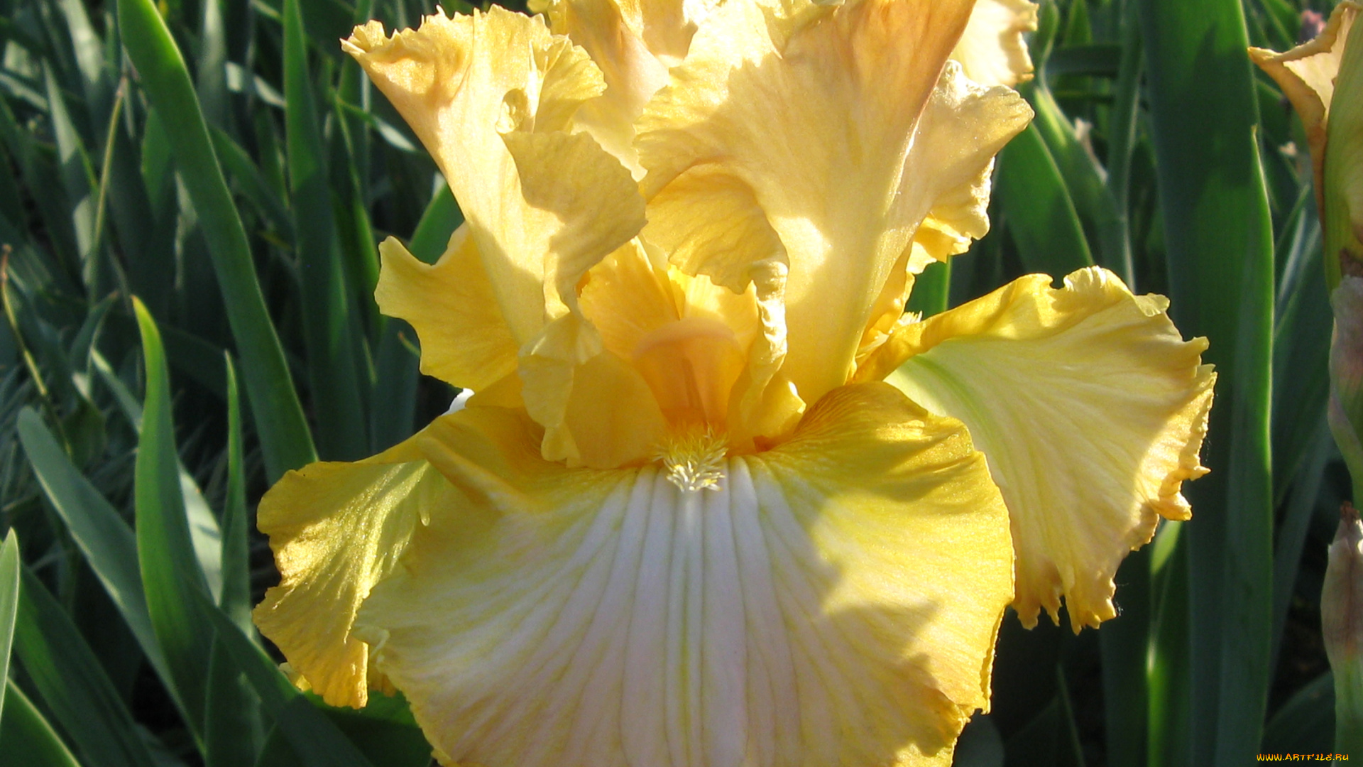 цветы, ирисы, лепестки