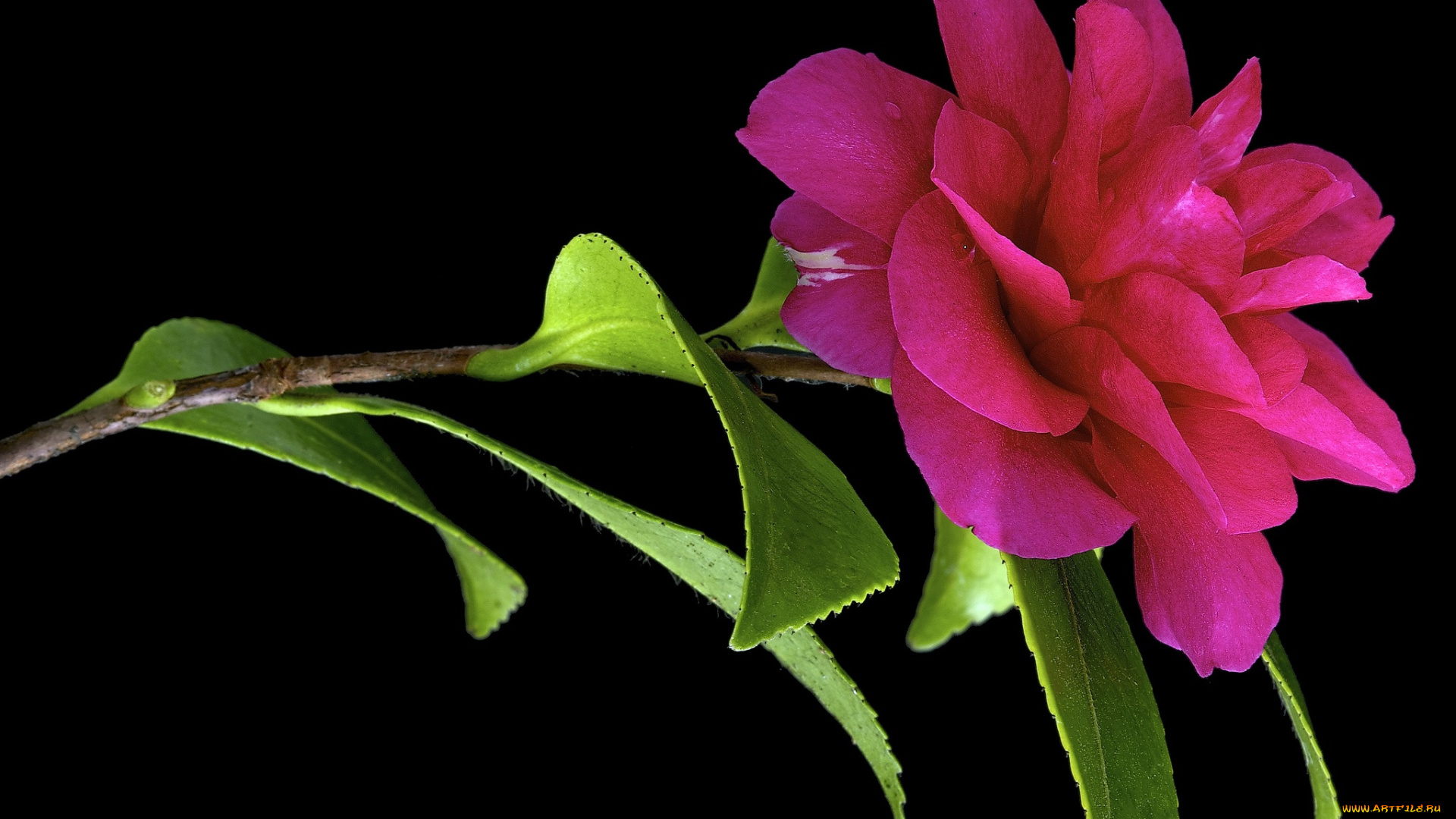 цветы, камелии, черный, фон, камелия, листья, цвет, цветок