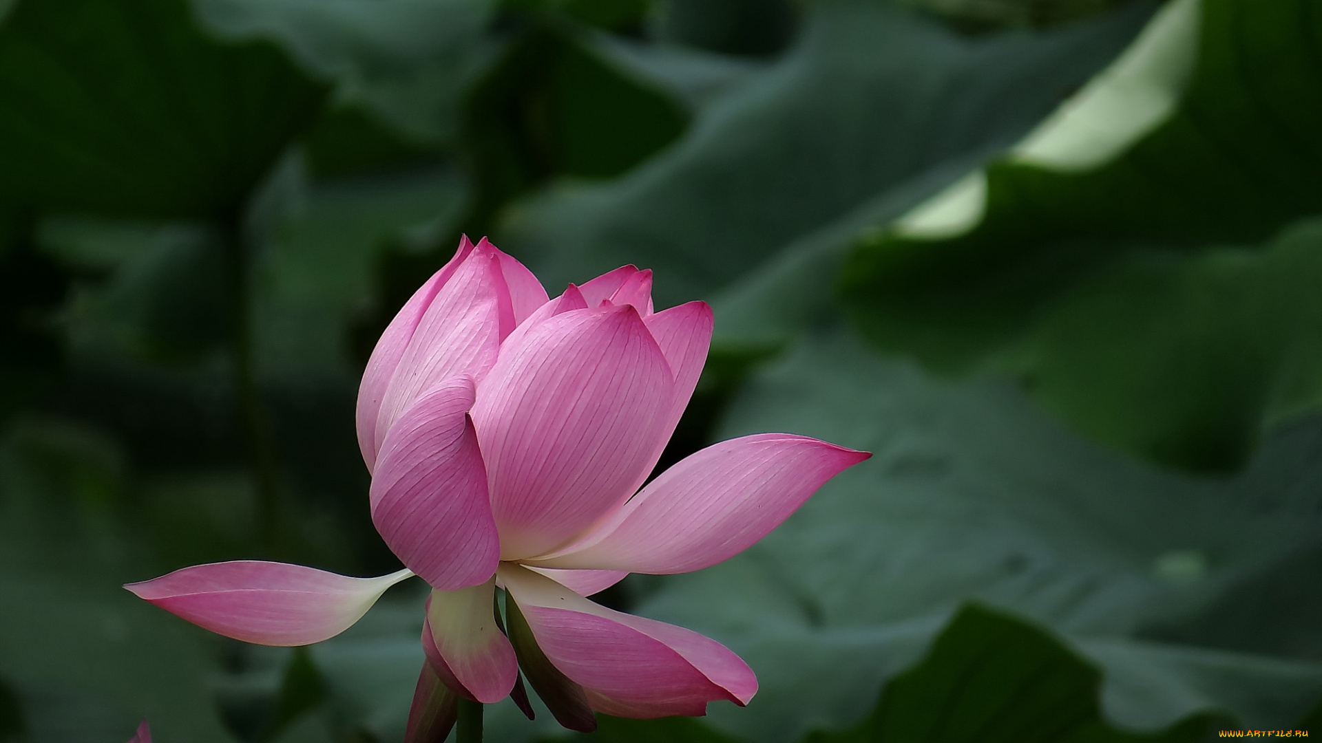 цветы, лотосы, лепестки