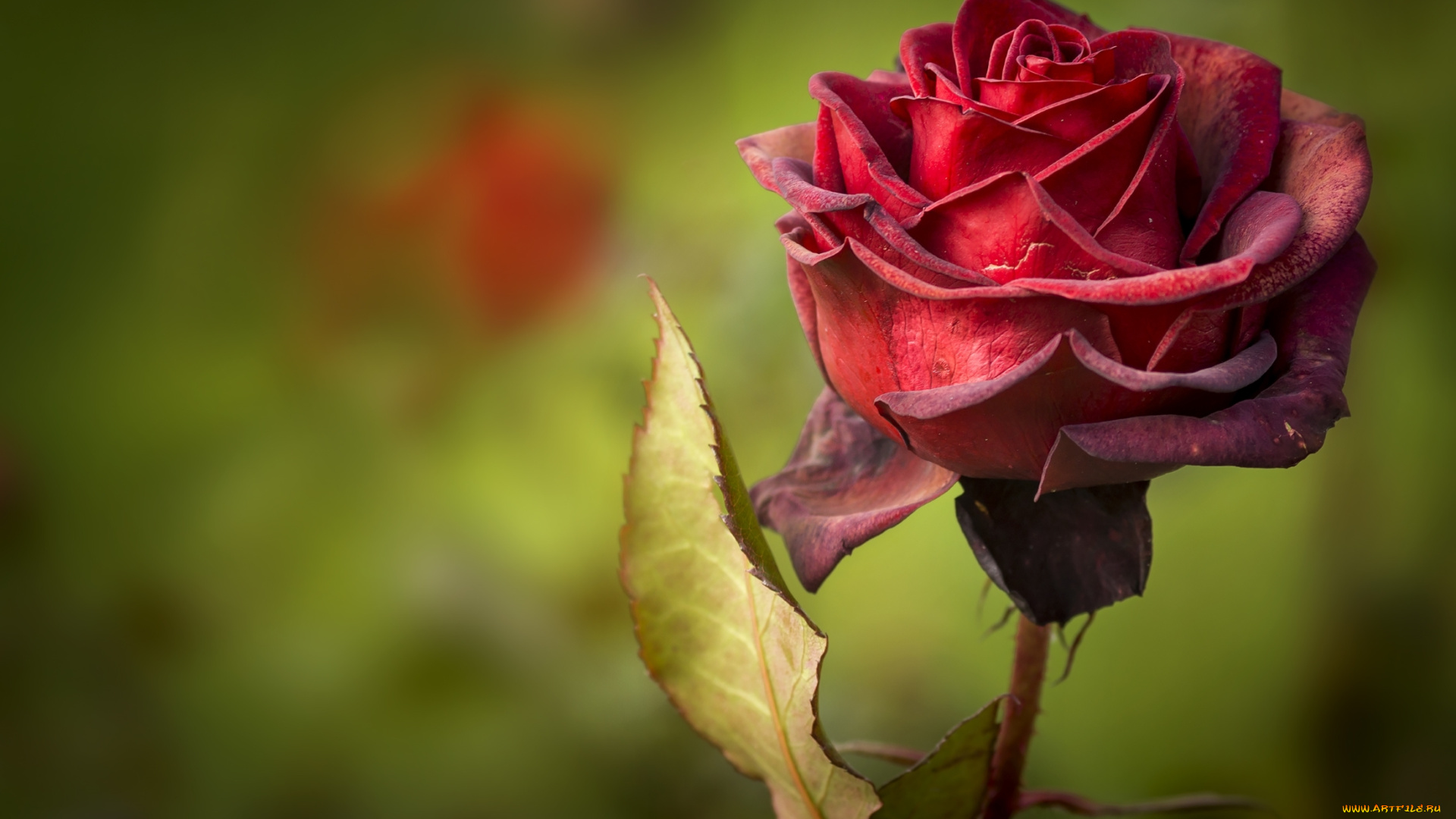 цветы, розы, лепестки, роза, красная