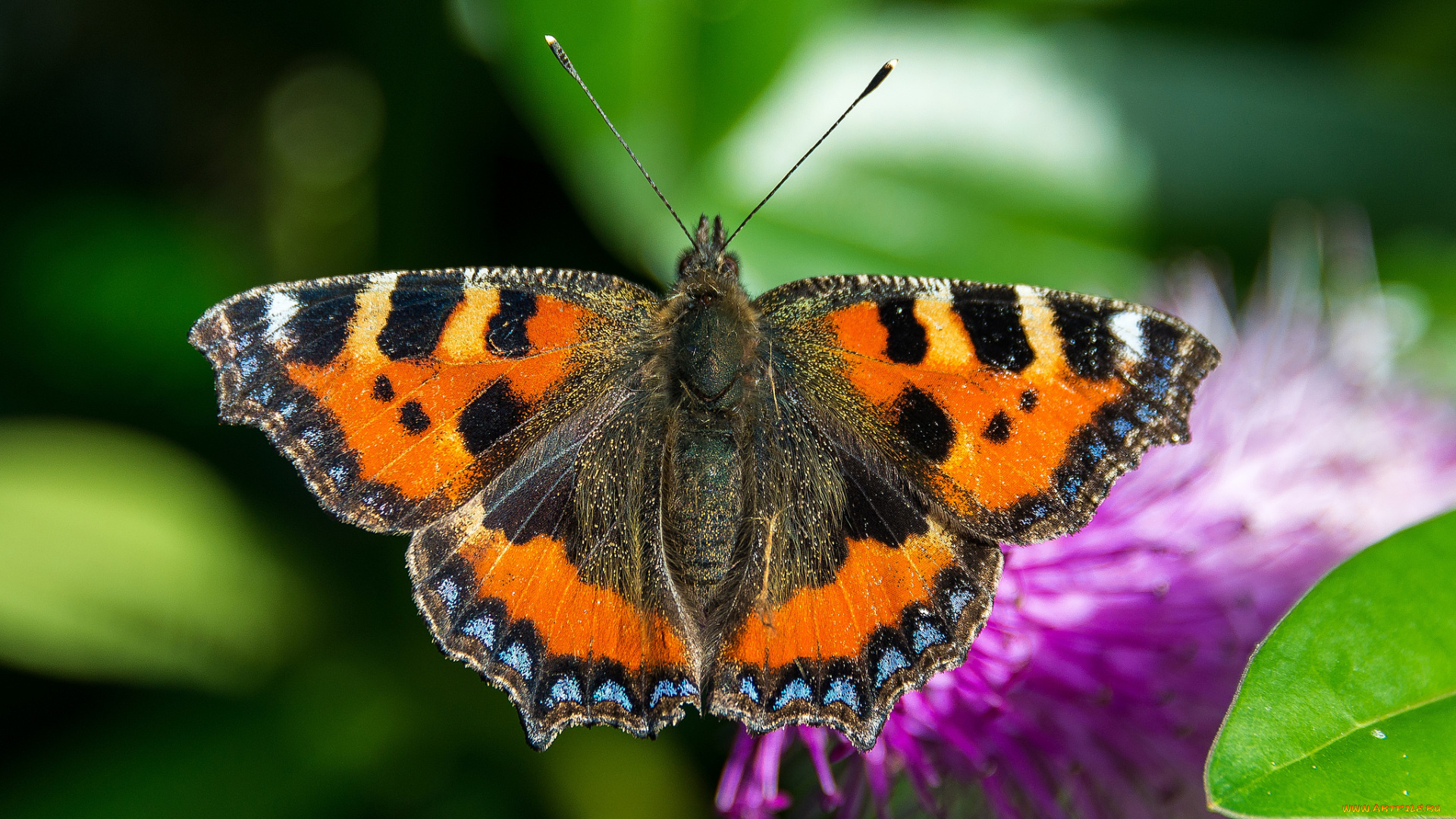 животные, бабочки, , мотыльки, , моли, бабочка