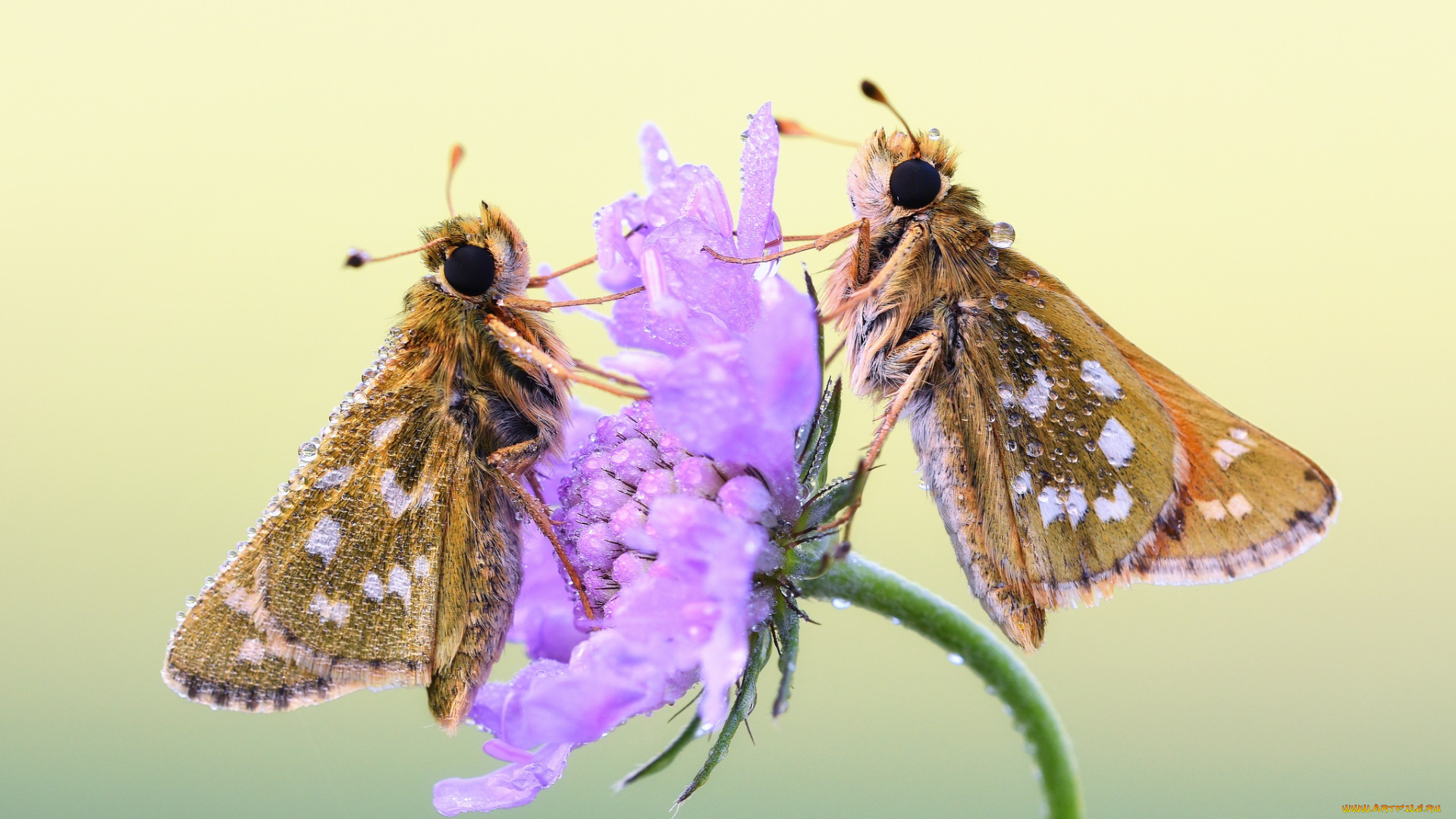 животные, бабочки, , мотыльки, , моли, фон, роса, утро, цветок, макро