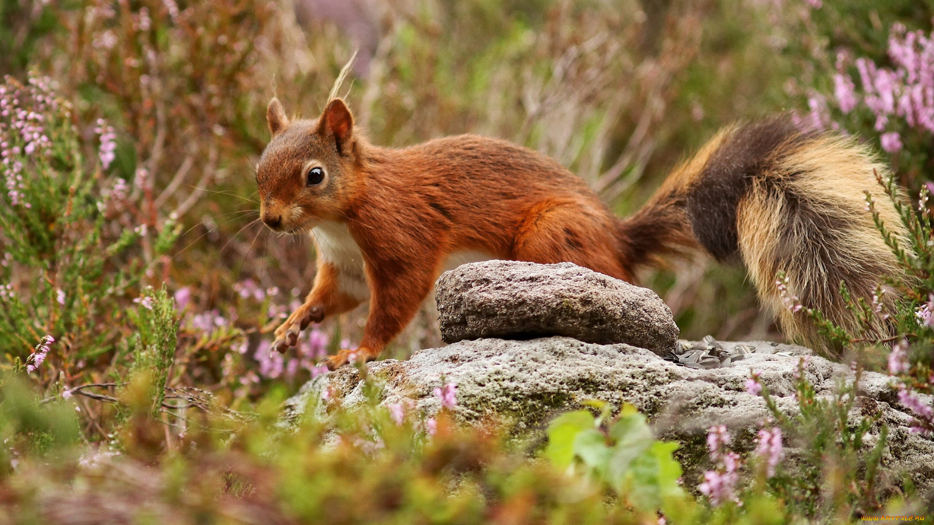 животные, белки, белка, рыжая, хвост, камень