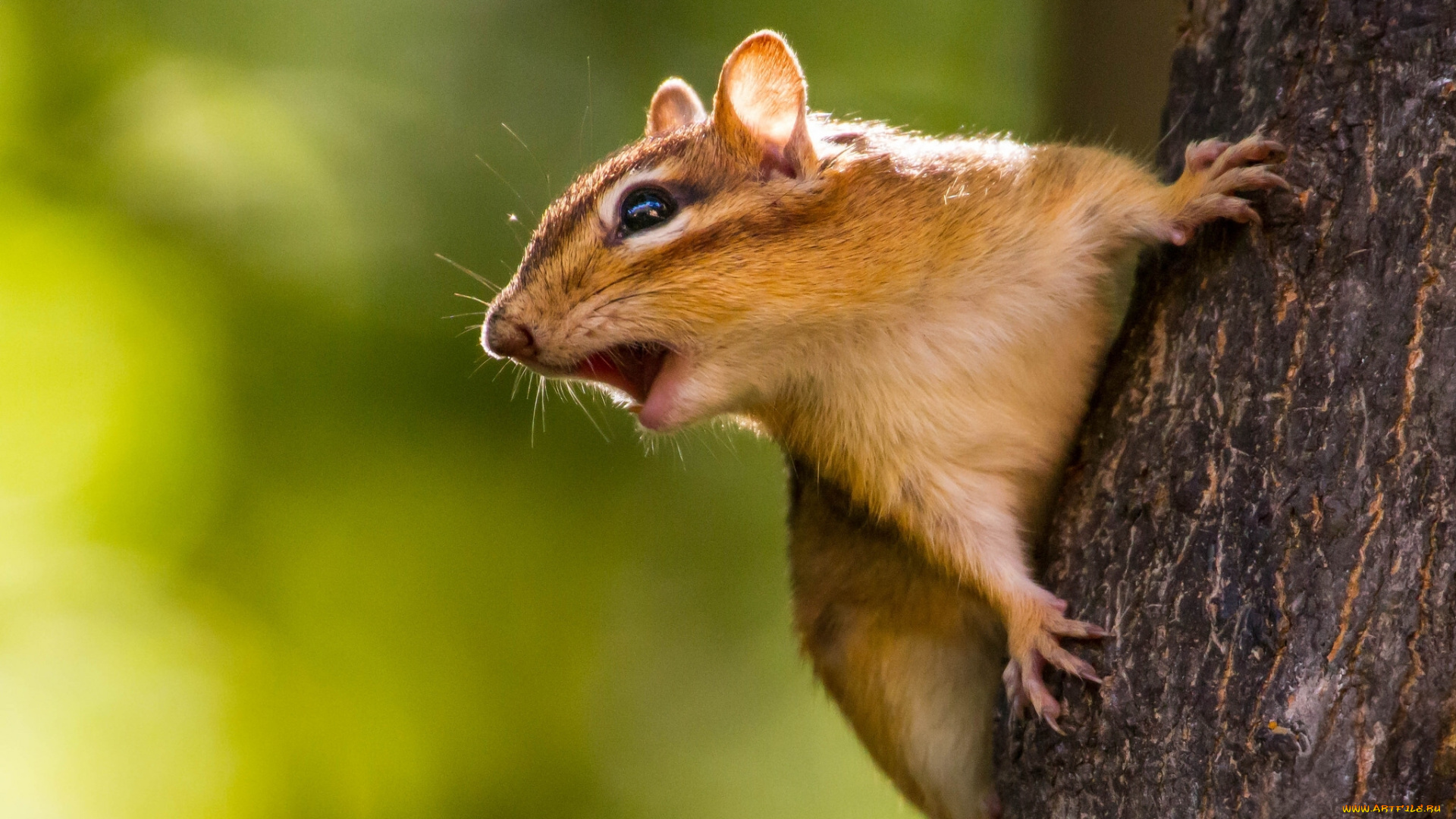 животные, бурундуки, дерево, грызун, бурундук