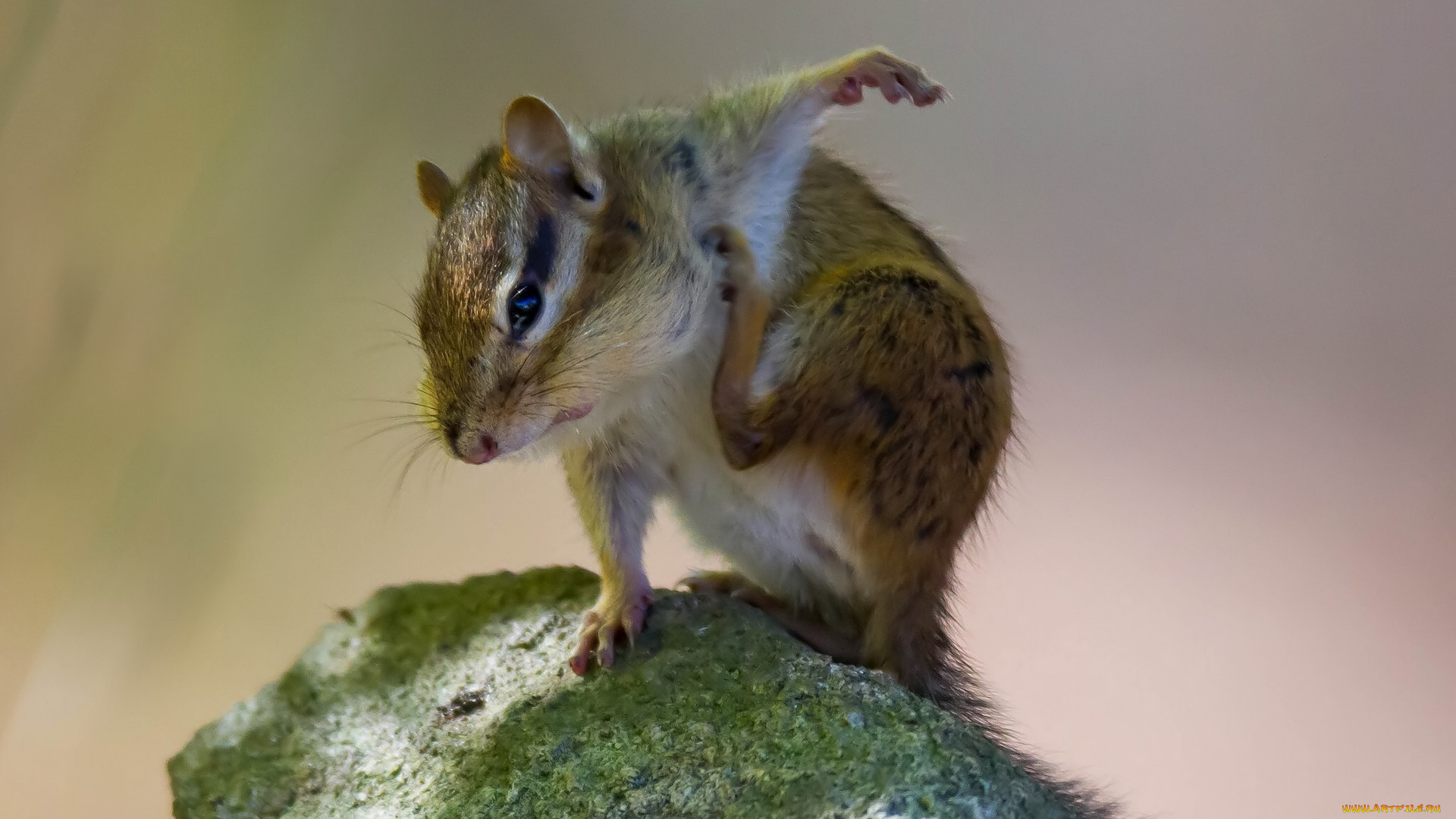 животные, бурундуки, почесушки, грызун, бурундук, камень