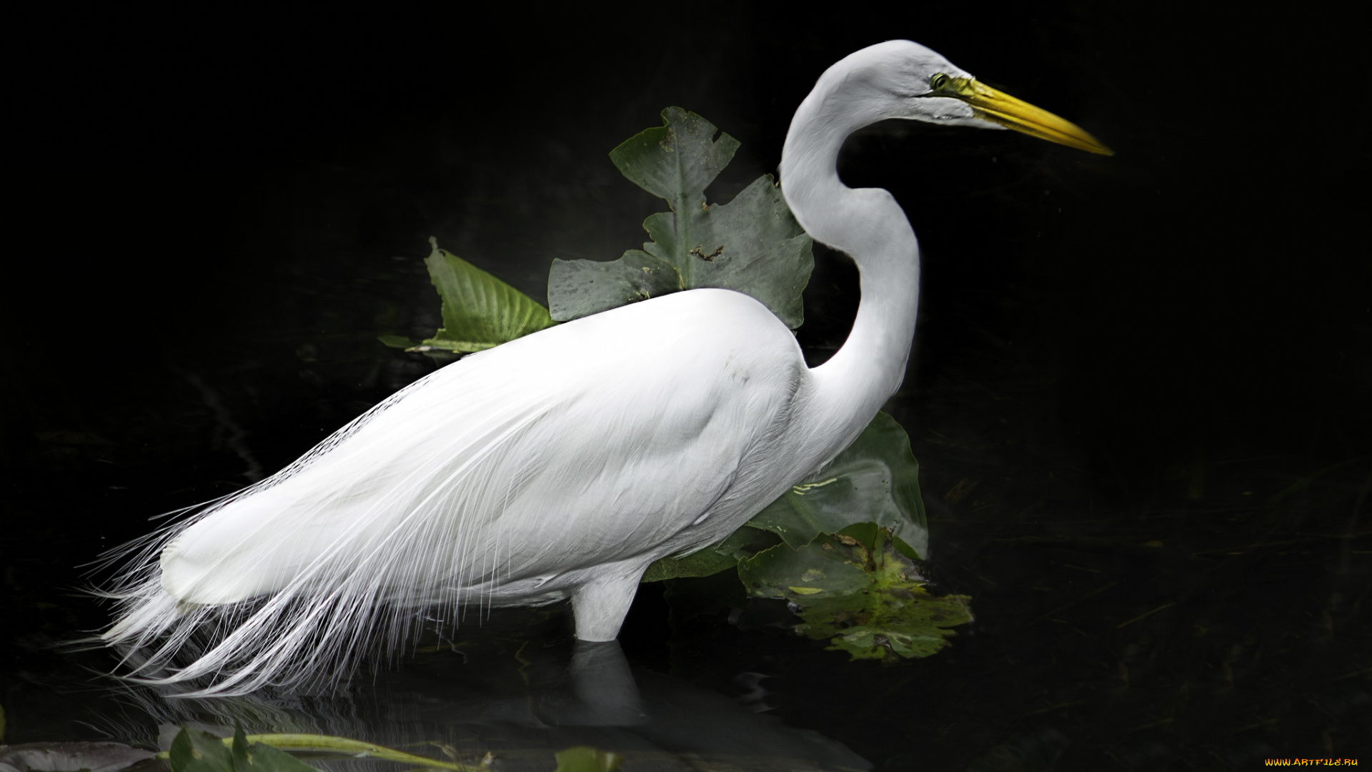 животные, цапли, , выпи, цапля, белая