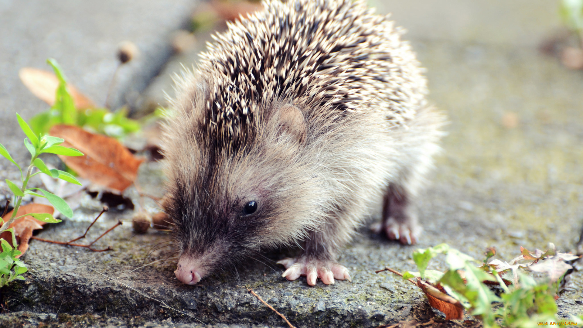 животные, ежи, ёж, животное, осень, листья, ёжик