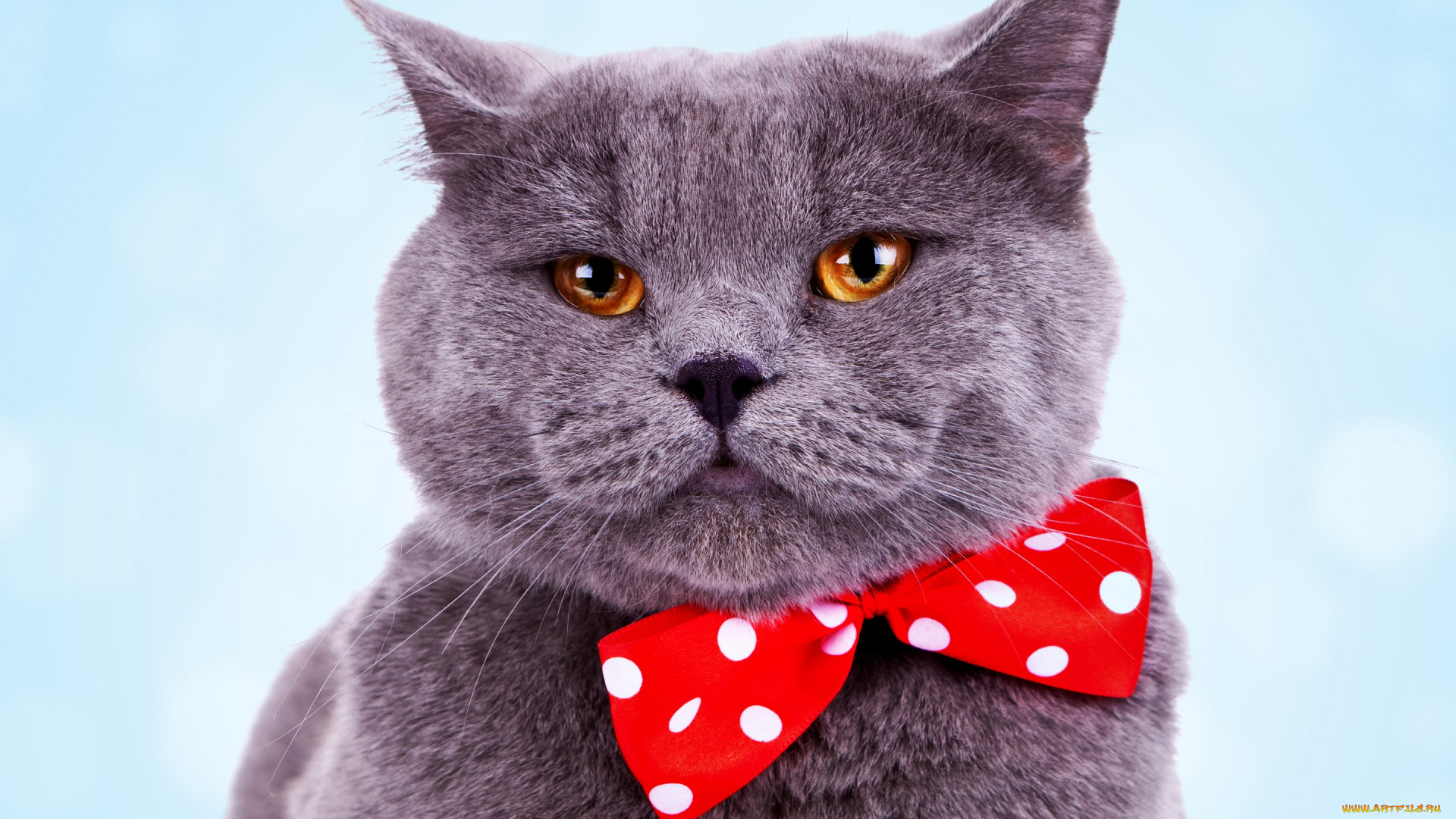 животные, коты, джентльмен, красавчик, серый, кот, фон, голубой, красный, бант
