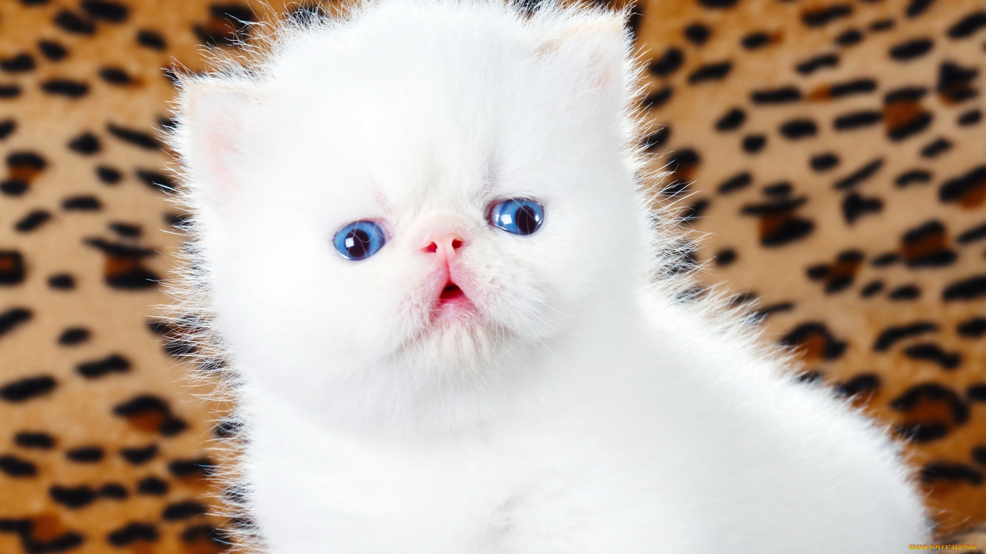 животные, коты, голубоглазый, пушистый, кошки, мило, леопардовый, фон, белый, котенок