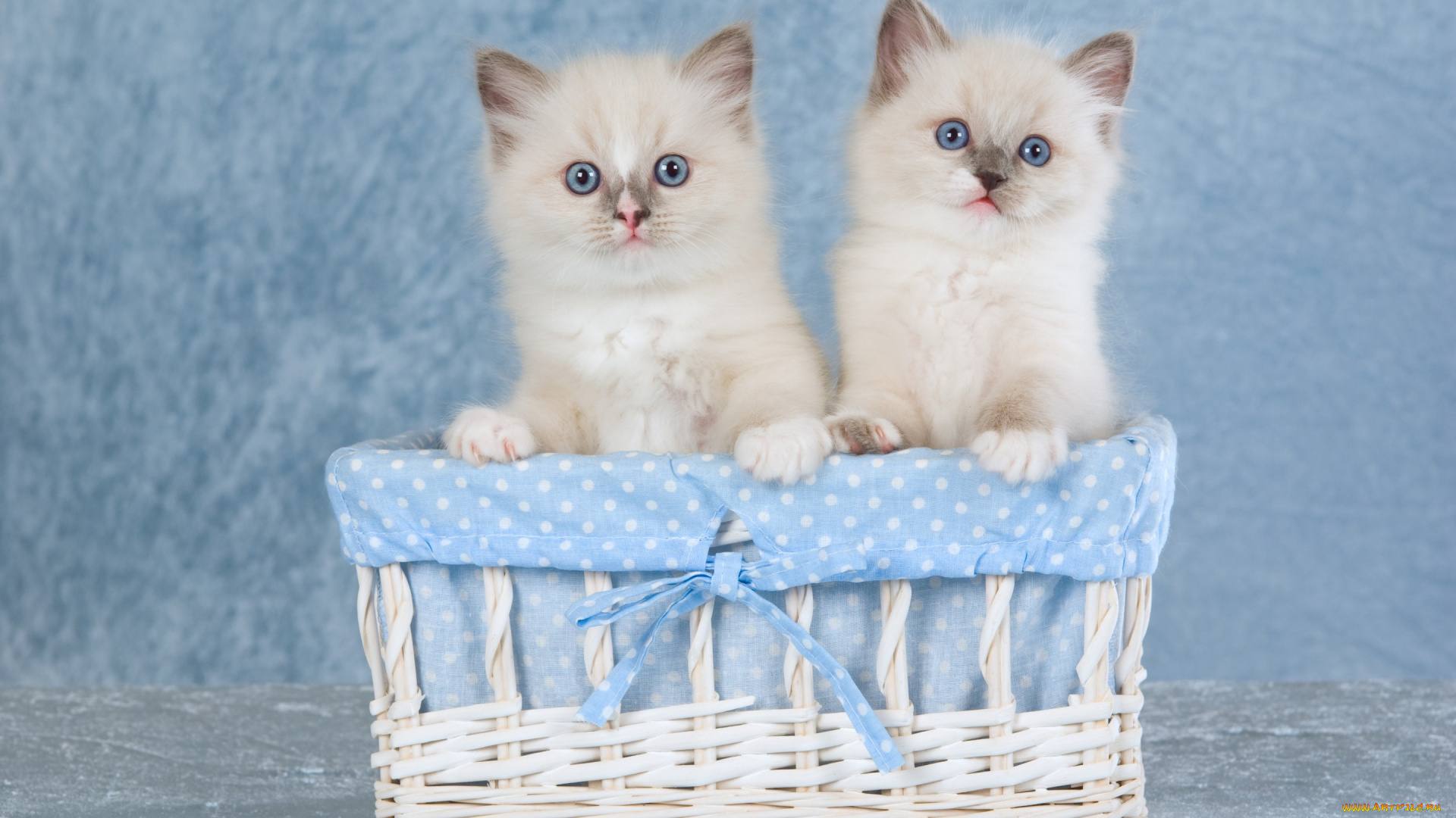 животные, коты, пара, котята, голубоглазые, корзинка, сиамские, колор-пойнт, двое, два, кошки, сидят, милые, голубой, фон, бантик, ткань