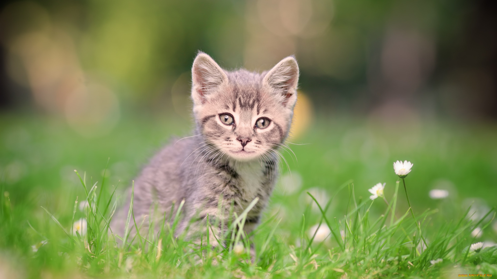 животные, коты, серый, улыбка, зеленый, котенок, поле, ромашки, трава, полосатый, размытый, фон