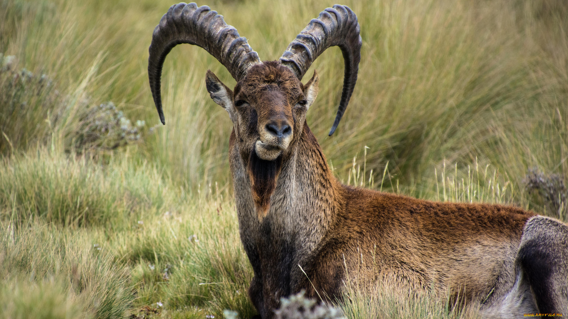 животные, козы, козерог