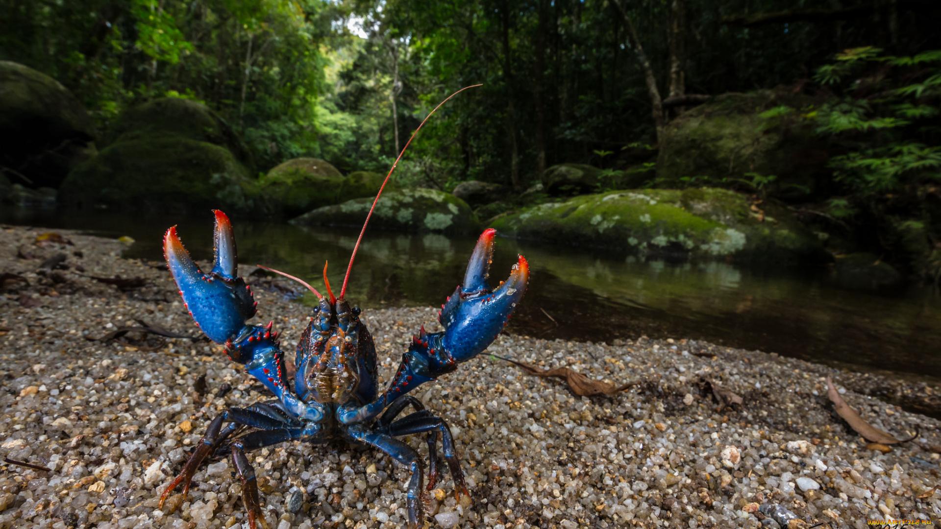 животные, крабы, , раки, рак